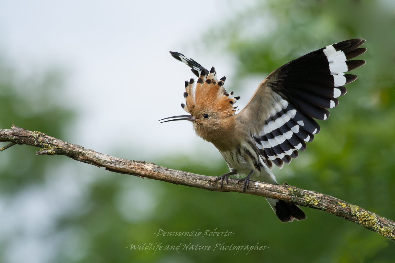 Hoopoe