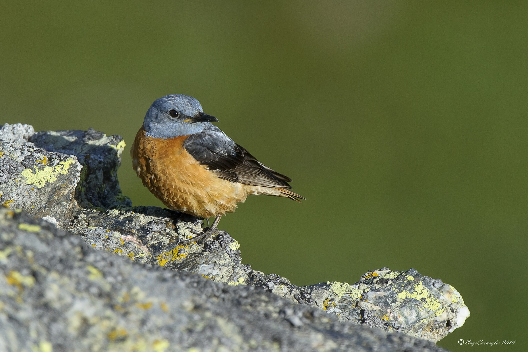 Rock Thrush