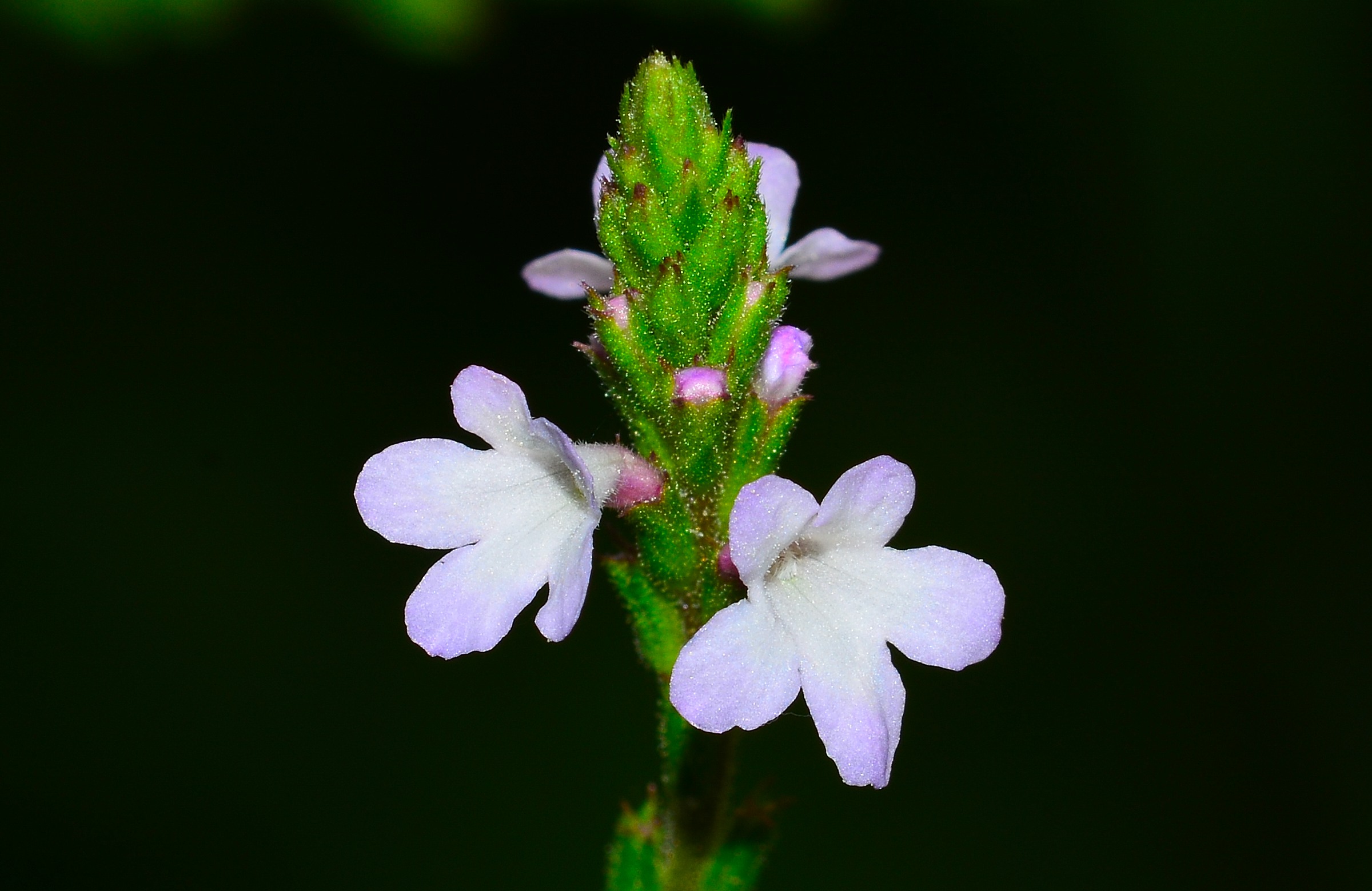 verbena
