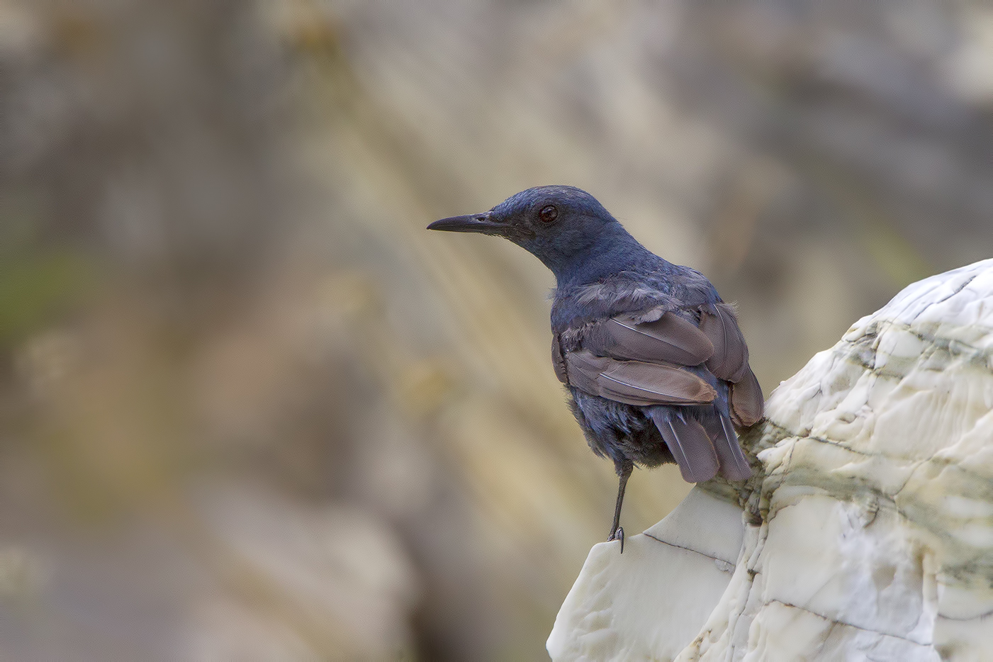 Passero Solitario - Alpi Apuane .