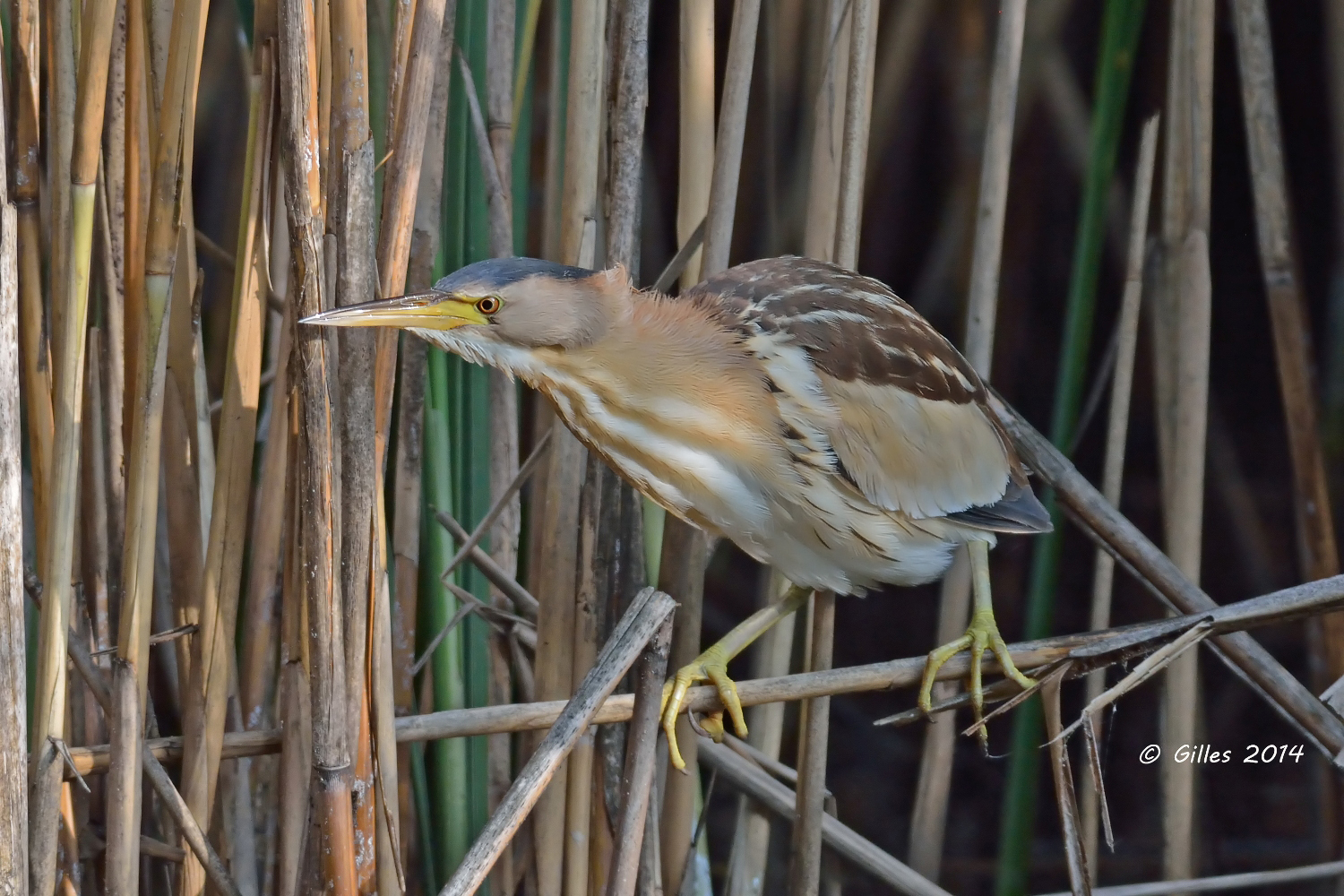 Tarabusina (Ixobrychus minutus)