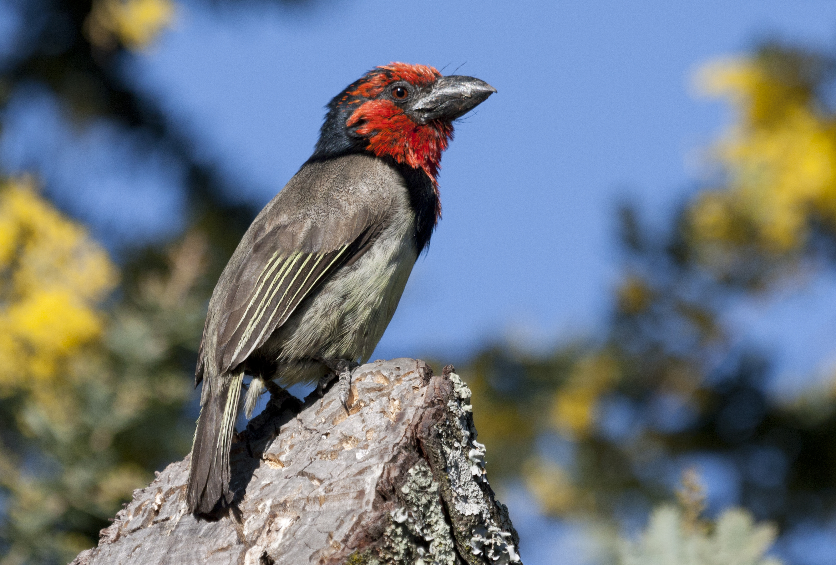 Black-collard Barbet