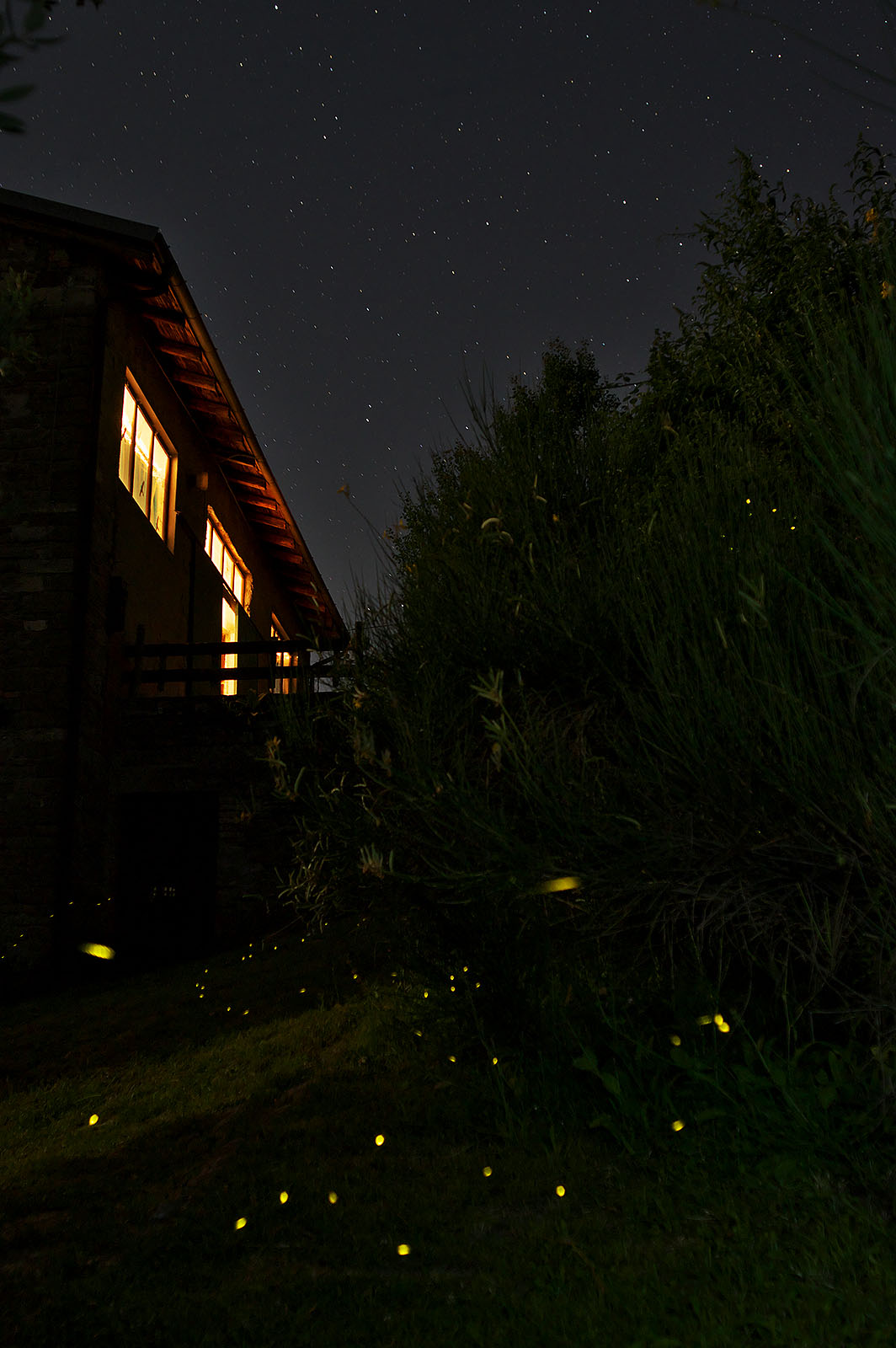 Fireflies at the Oasis Visitor Center