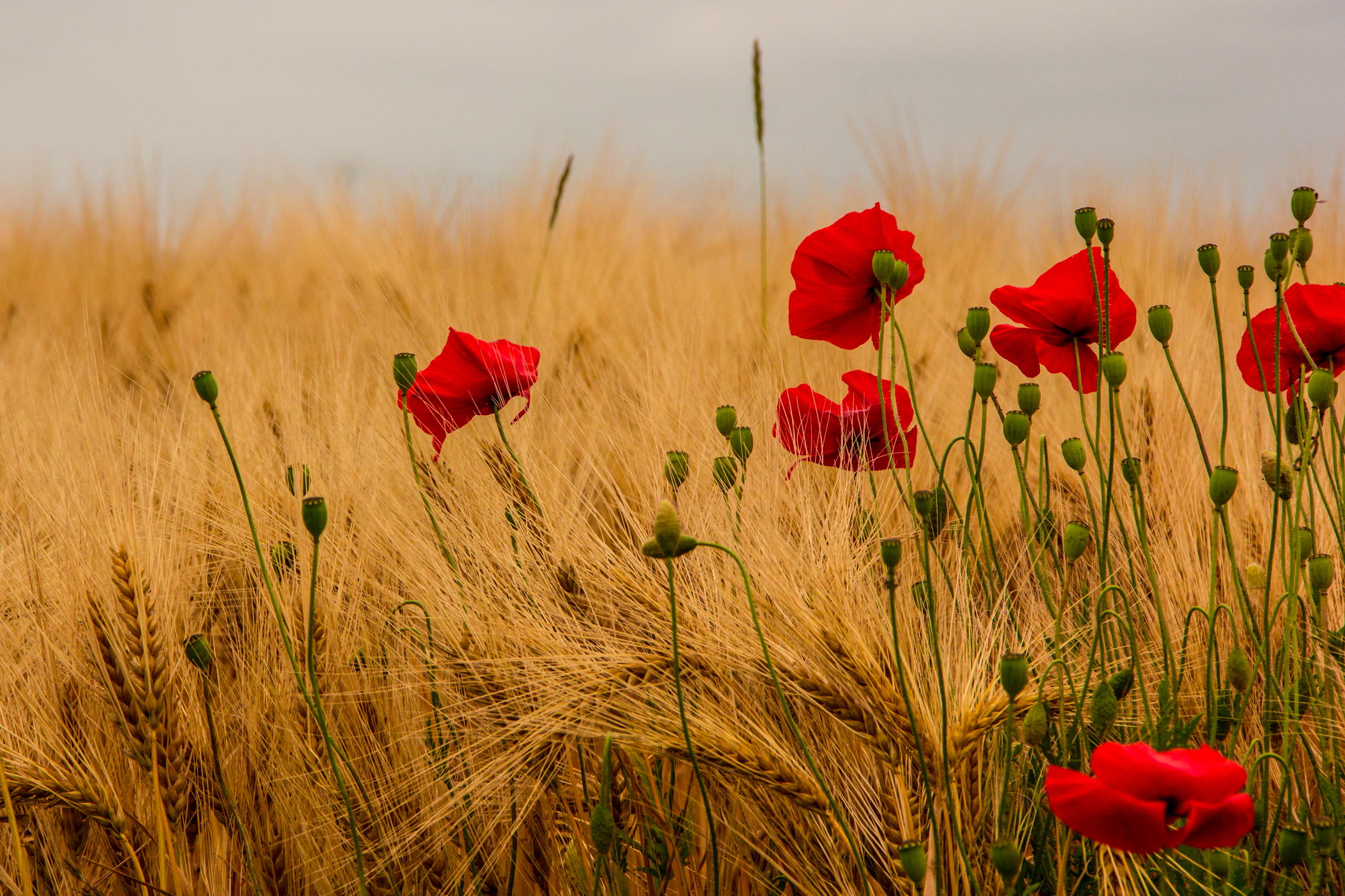 Summer dance of wheat and poppies