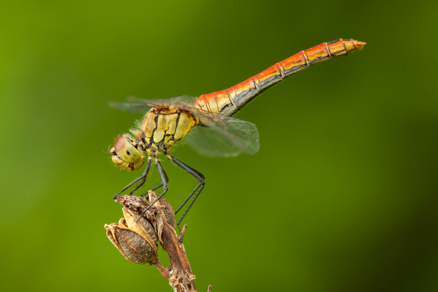 Sympetrum depressiusculum