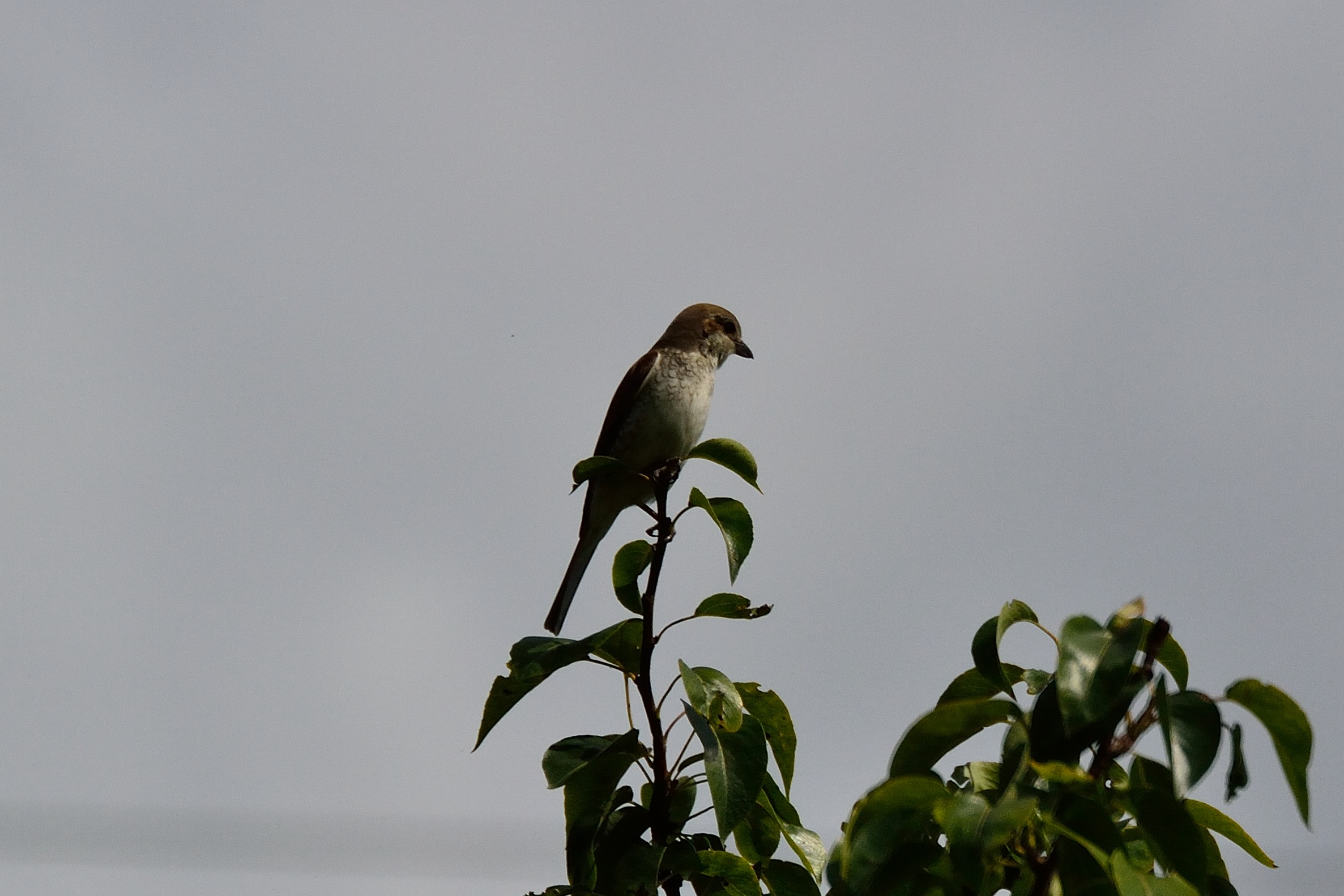 shrike female