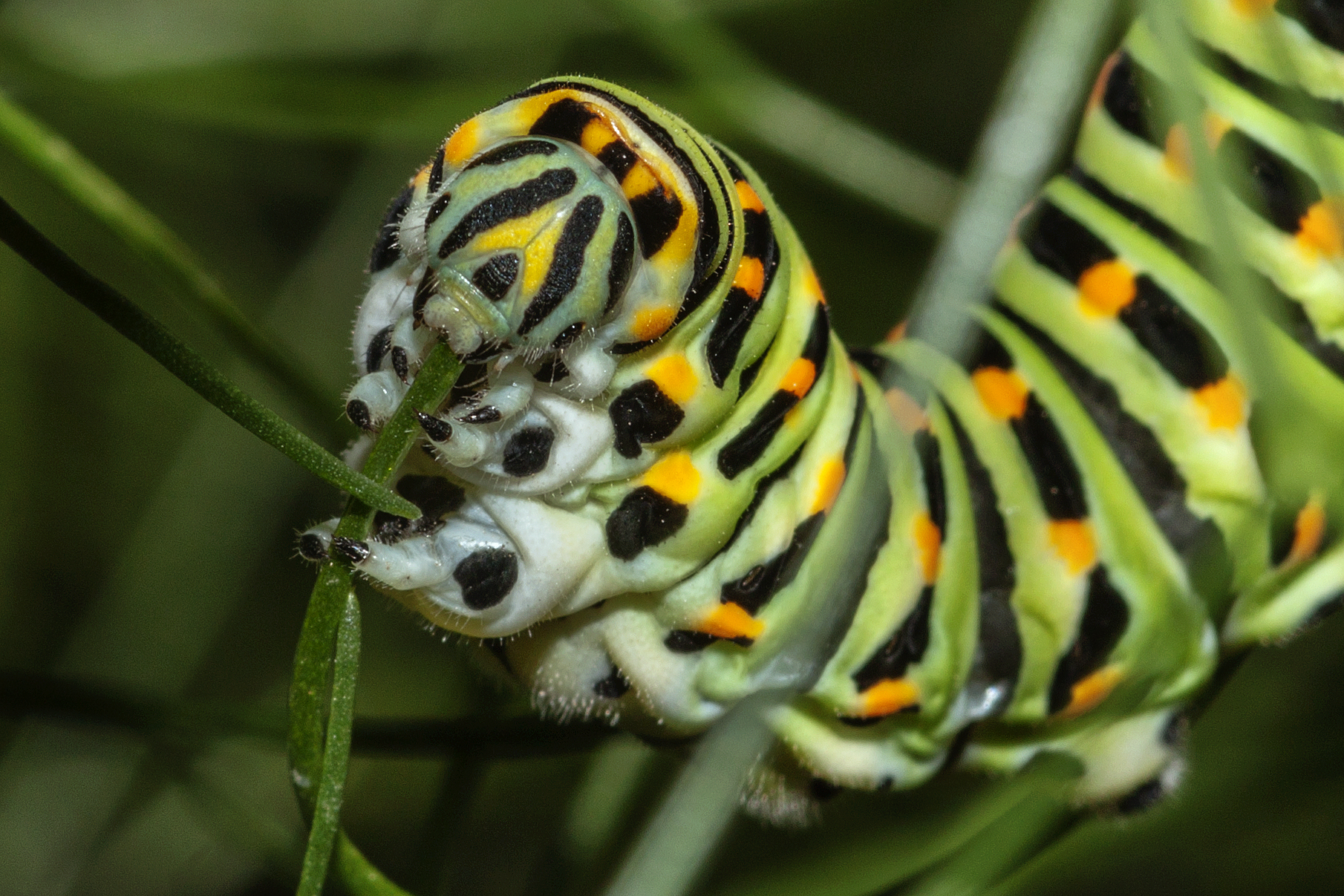 Caterpillar on fennel