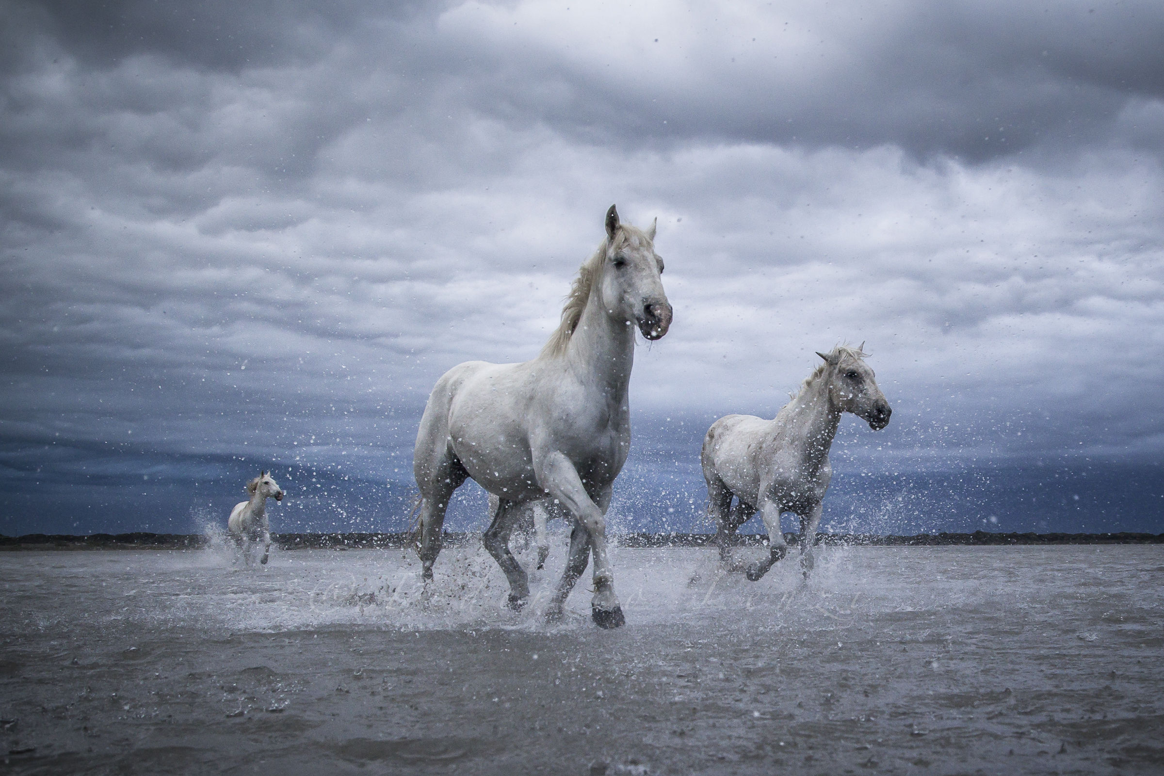 Horses in storm
