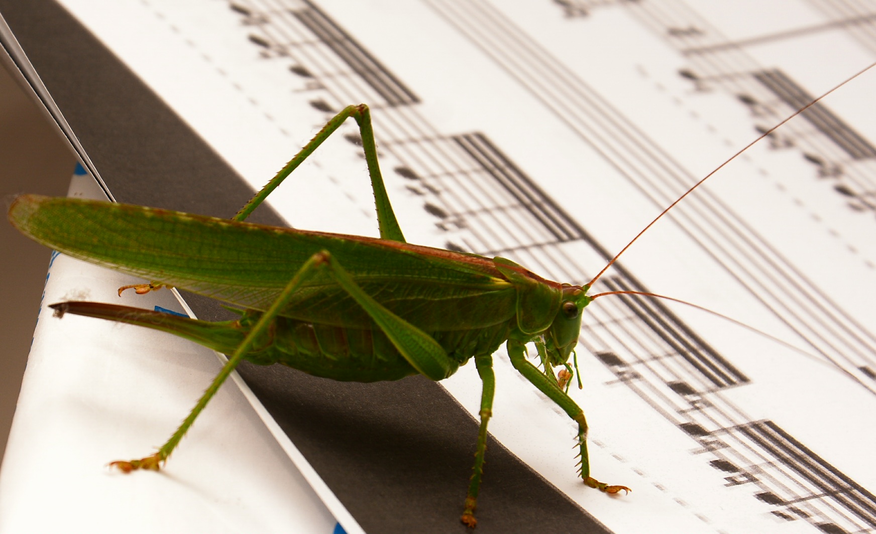 and one day will direct the orchestra ...