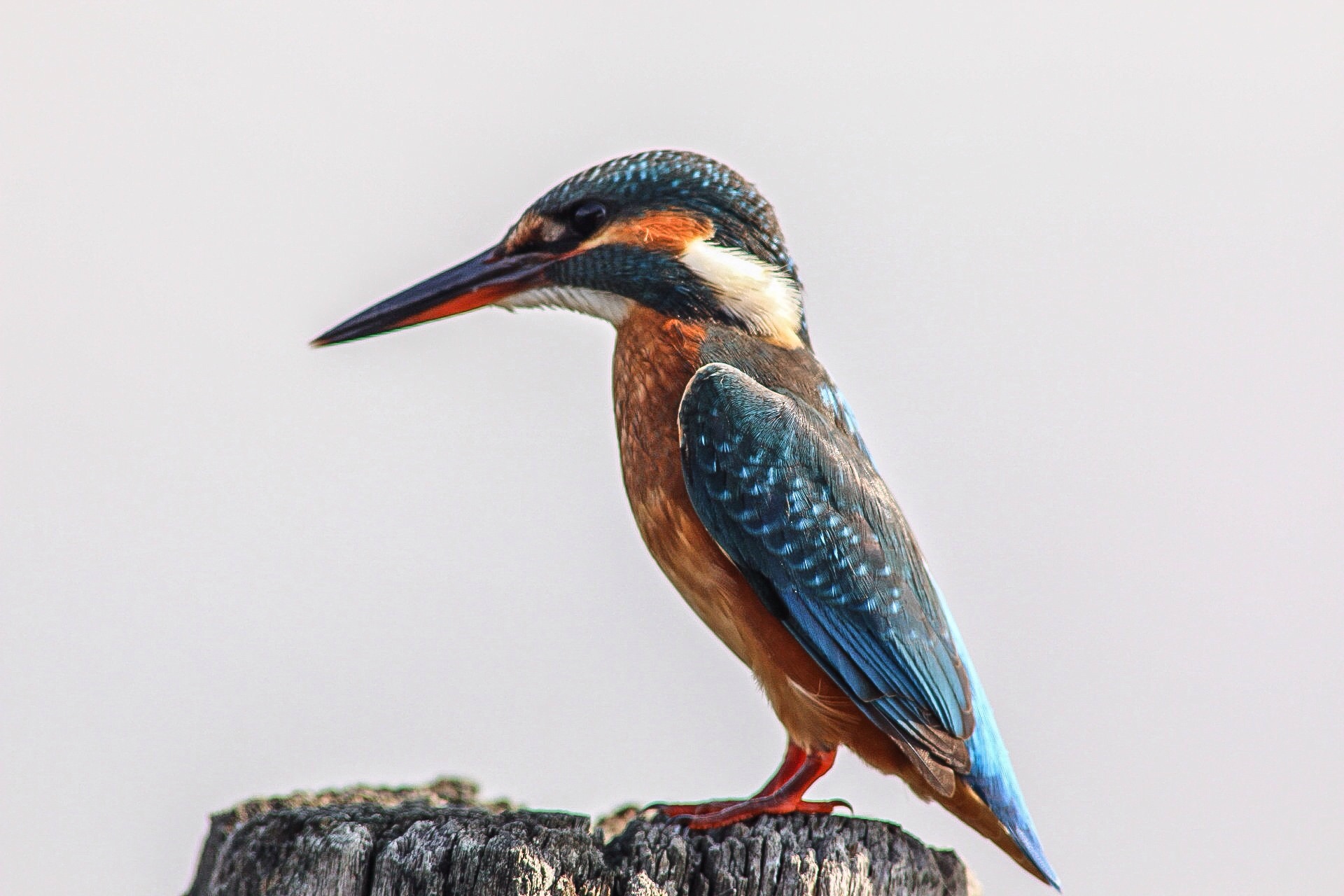 Troppo vicino il mio amico Martino si è posato