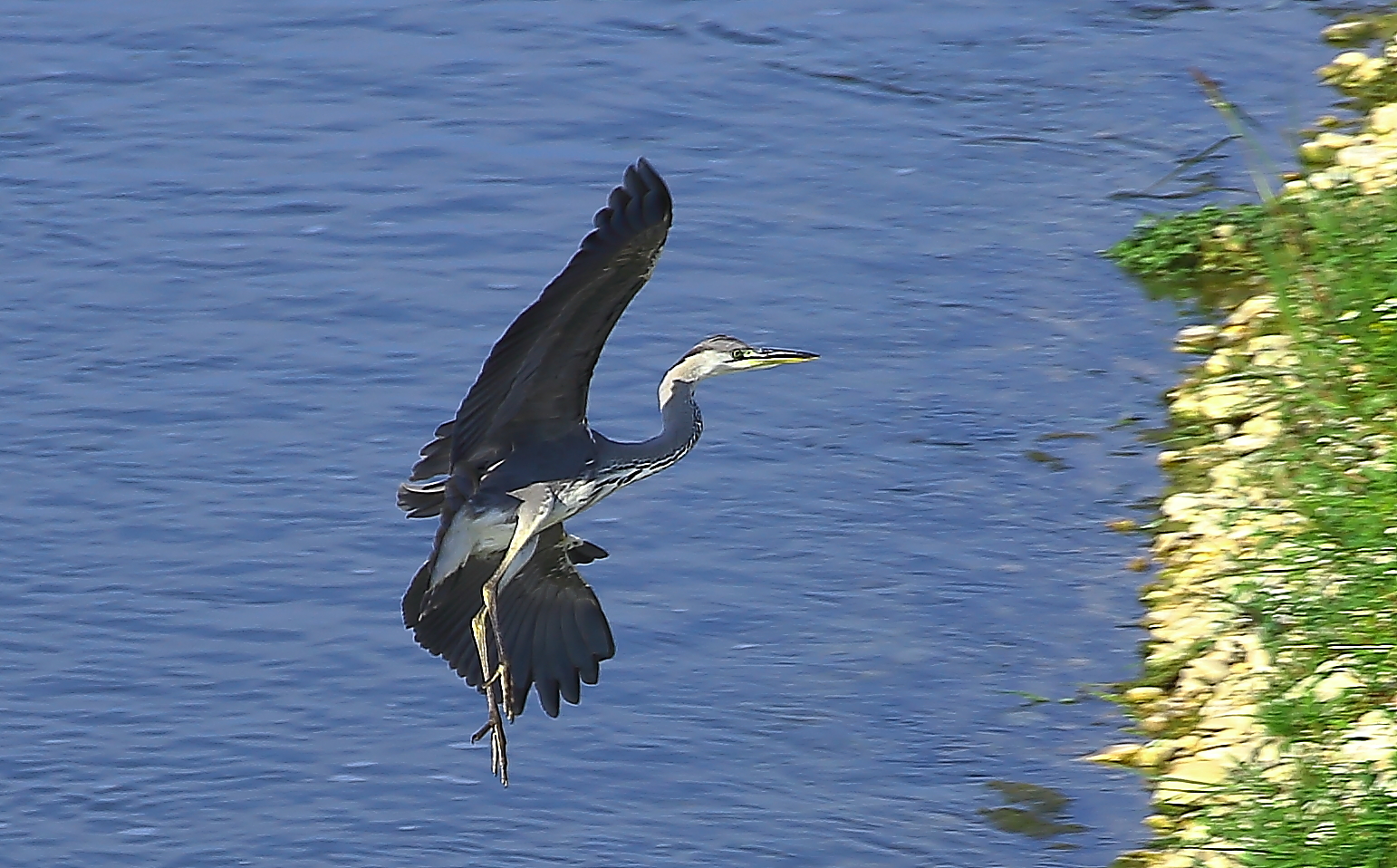 heron landing maneuver in