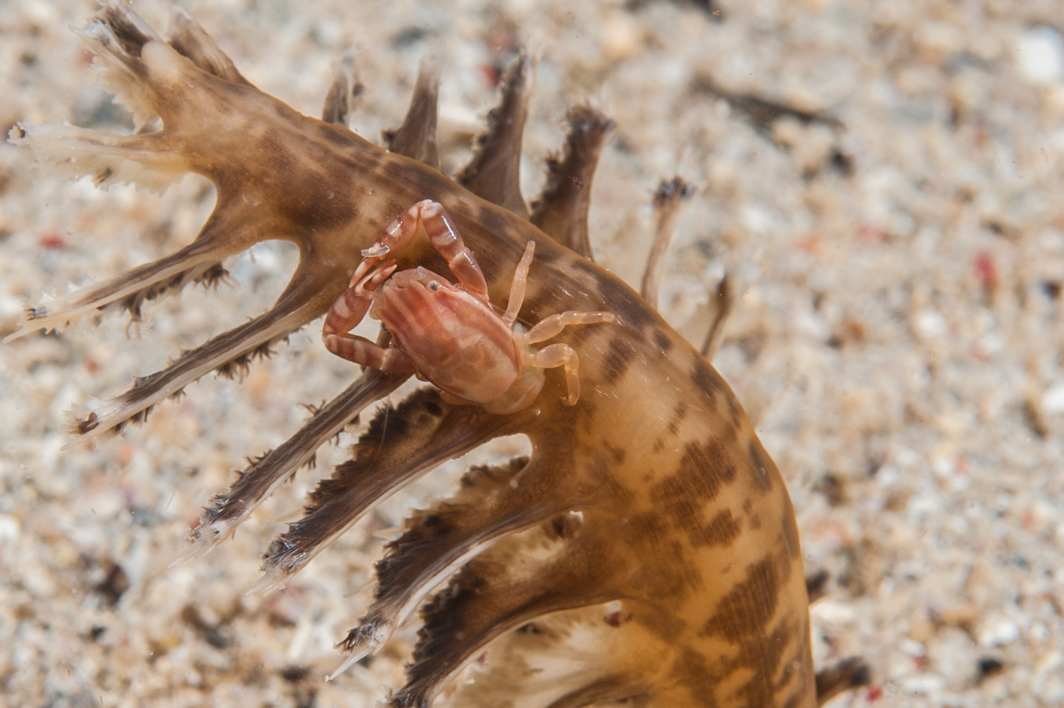 porcellanella triloba