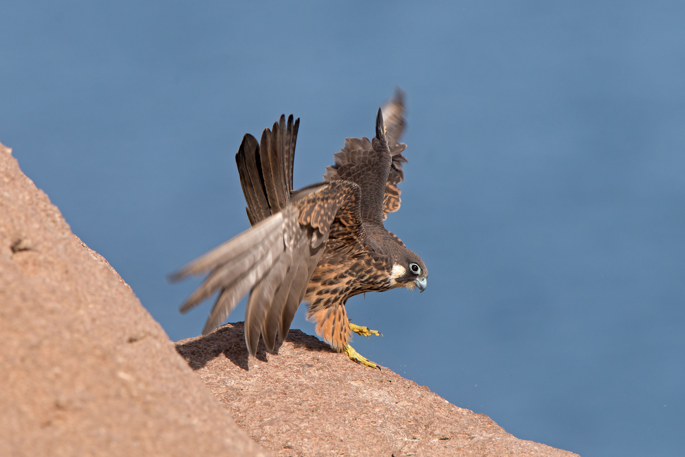 il falco e la maestralata 2
