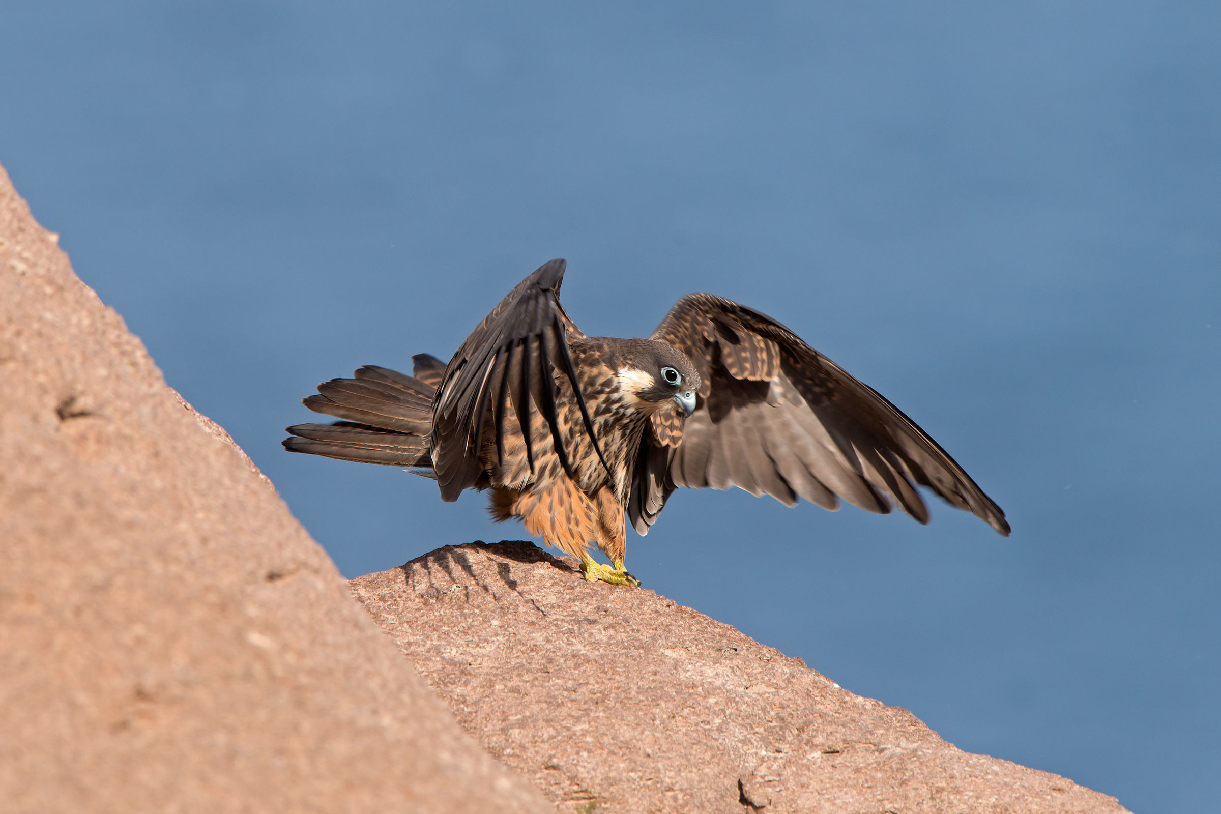 il falco e la maestralata 1