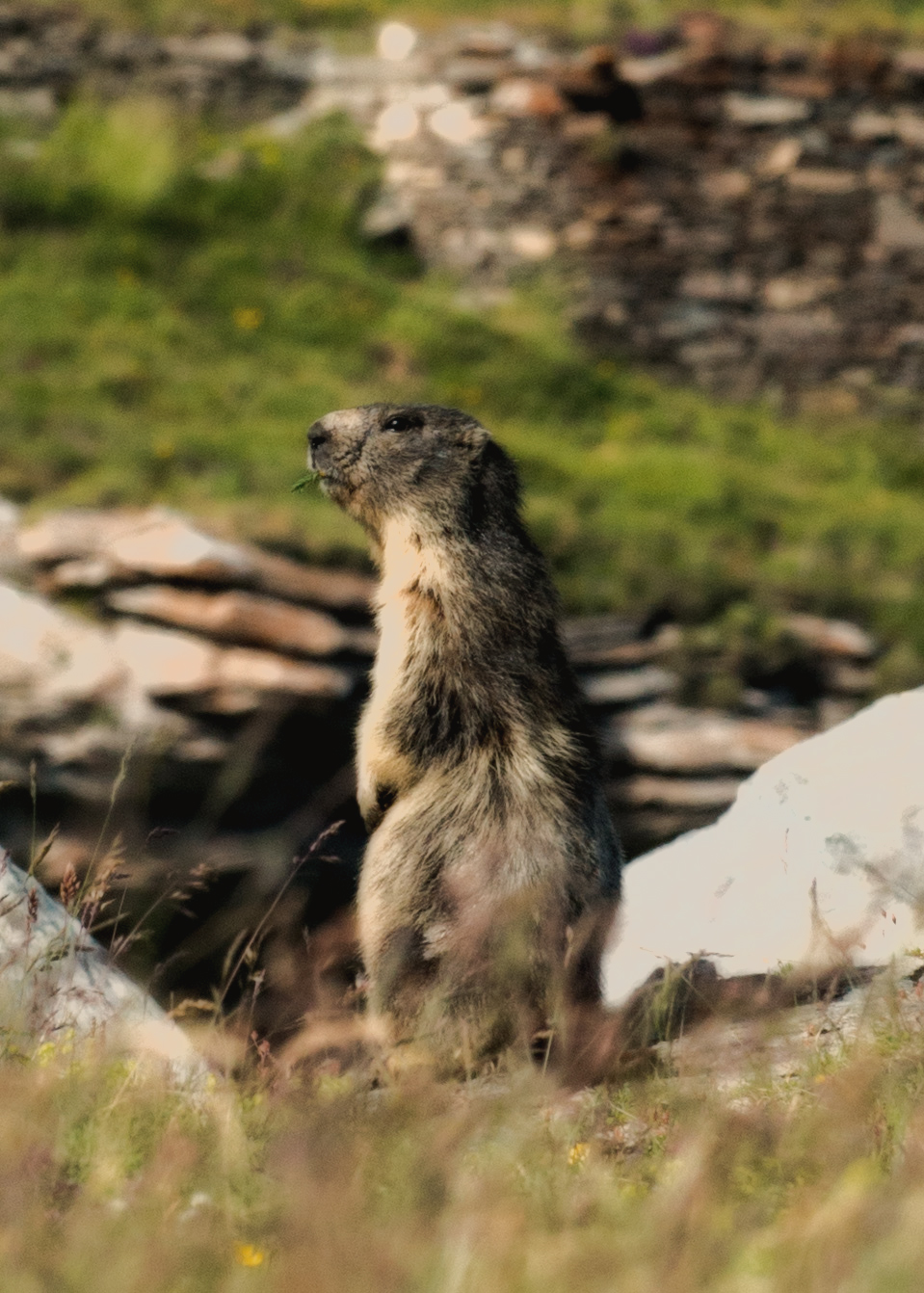 Inutile che ti nascondi.....ti vedo!