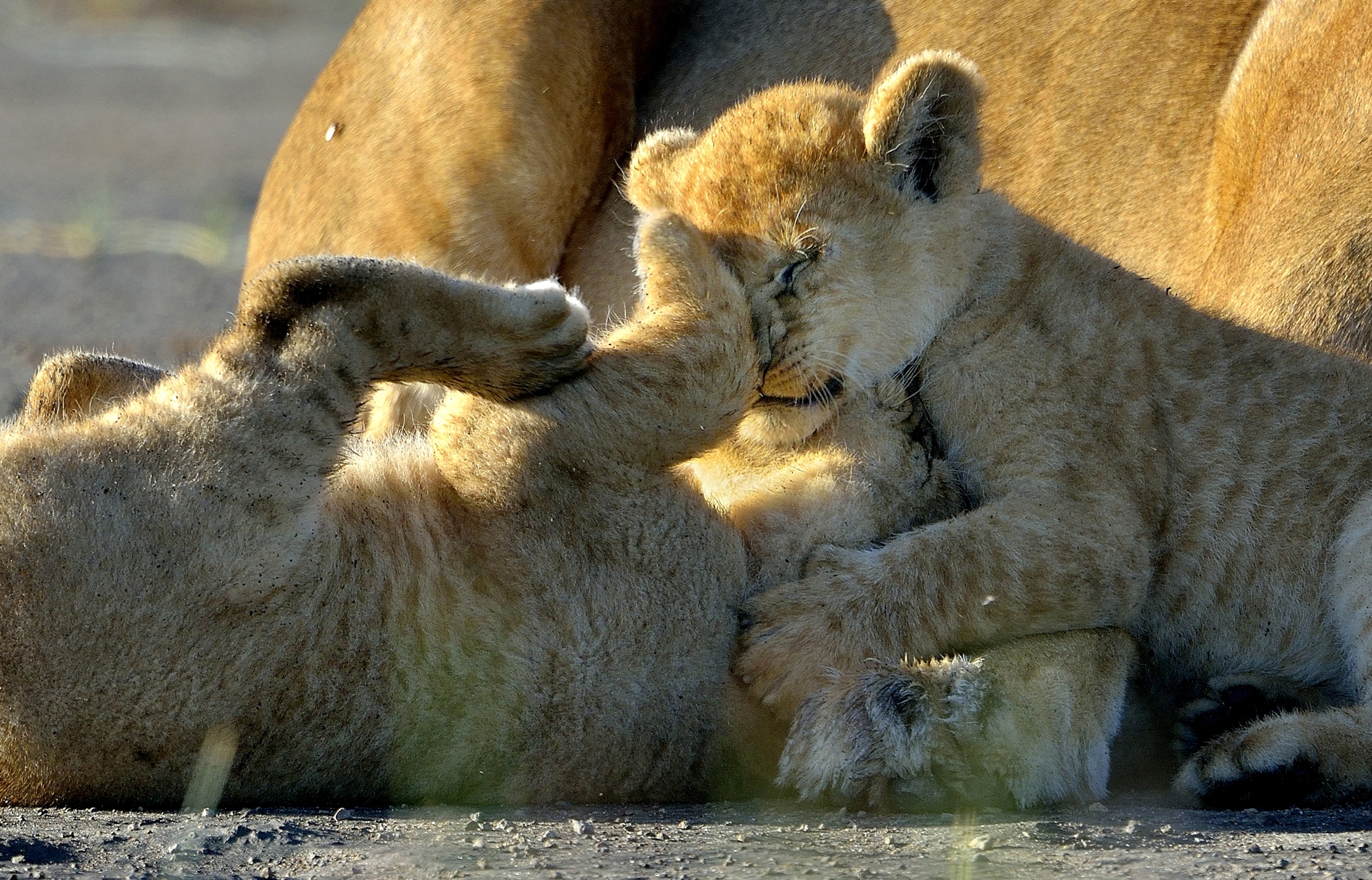 Ngorongoro Cons. Area - Toglimi le zampe dalla faccia!!