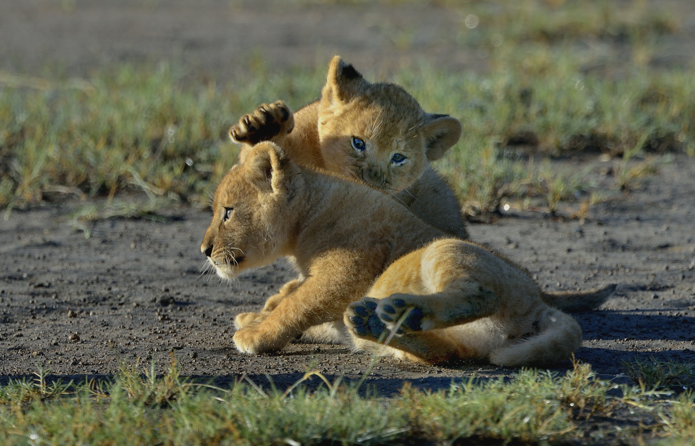 Ngorongoro Conservation Area - Leoncini
