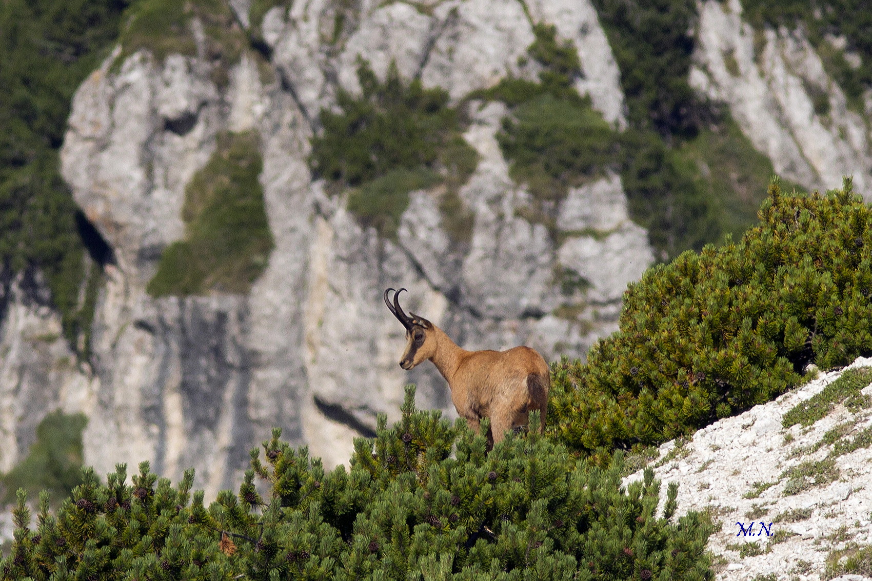 Camoscio Appenninico