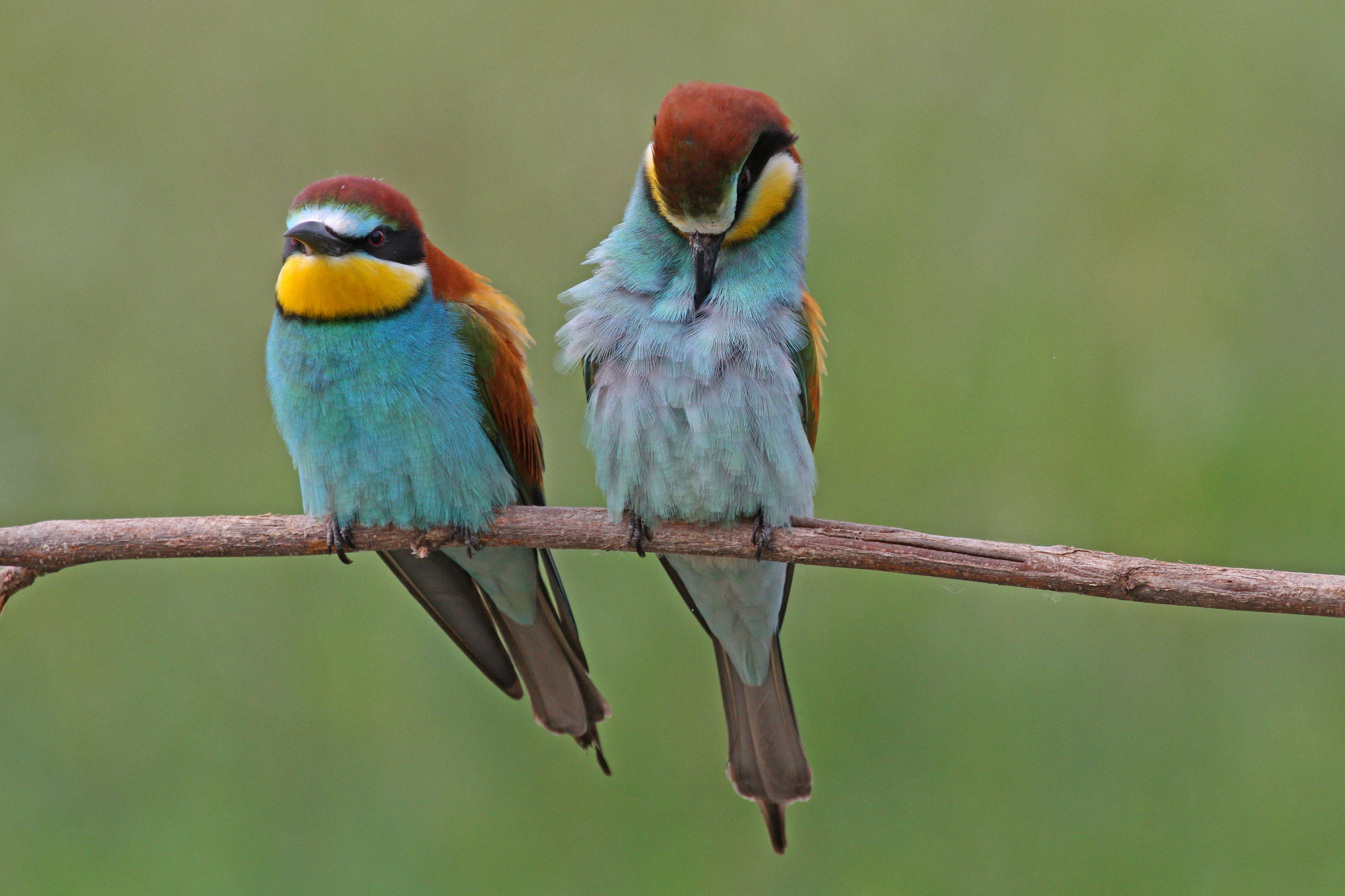 Bee-eaters