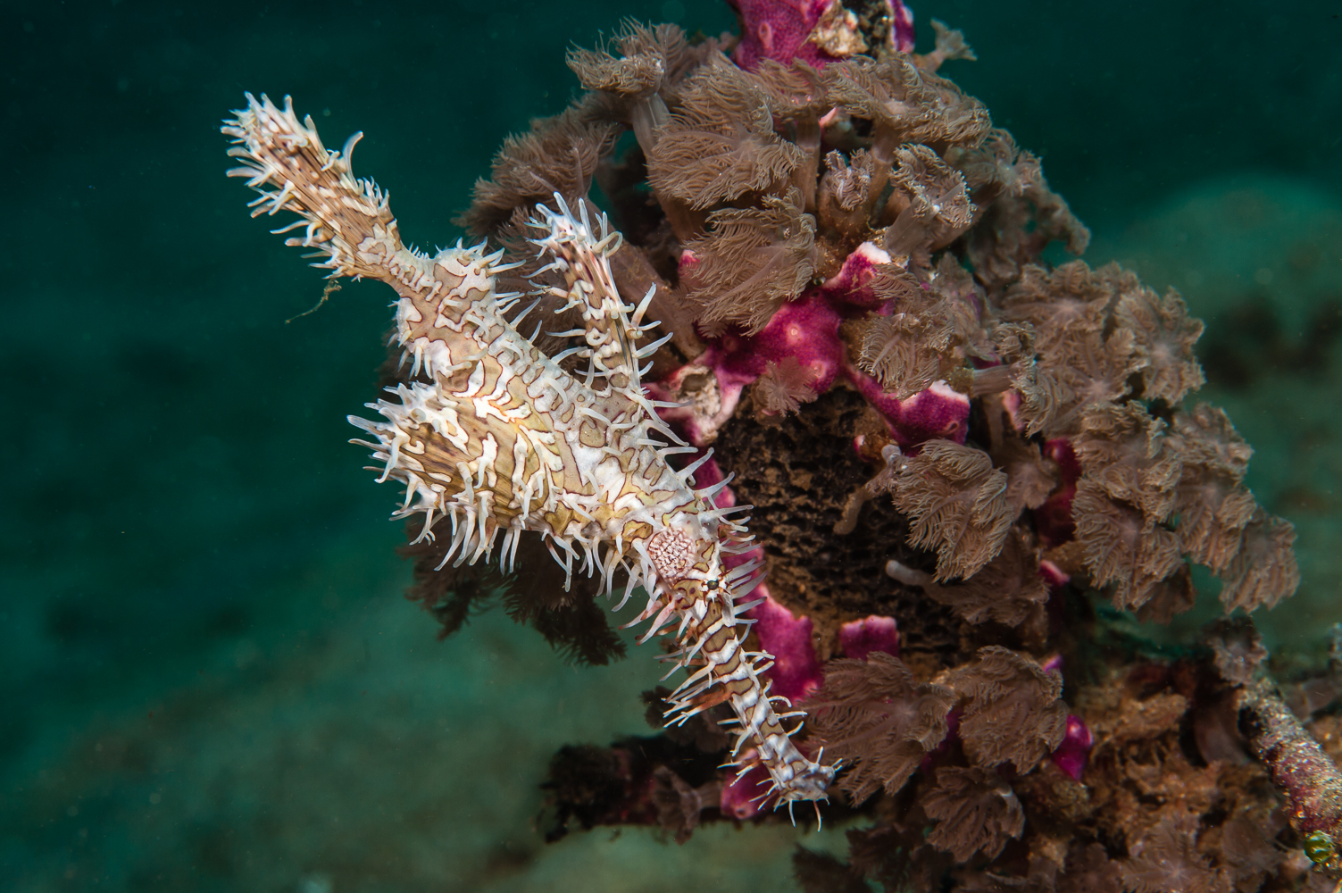 solenostomus paradoxus