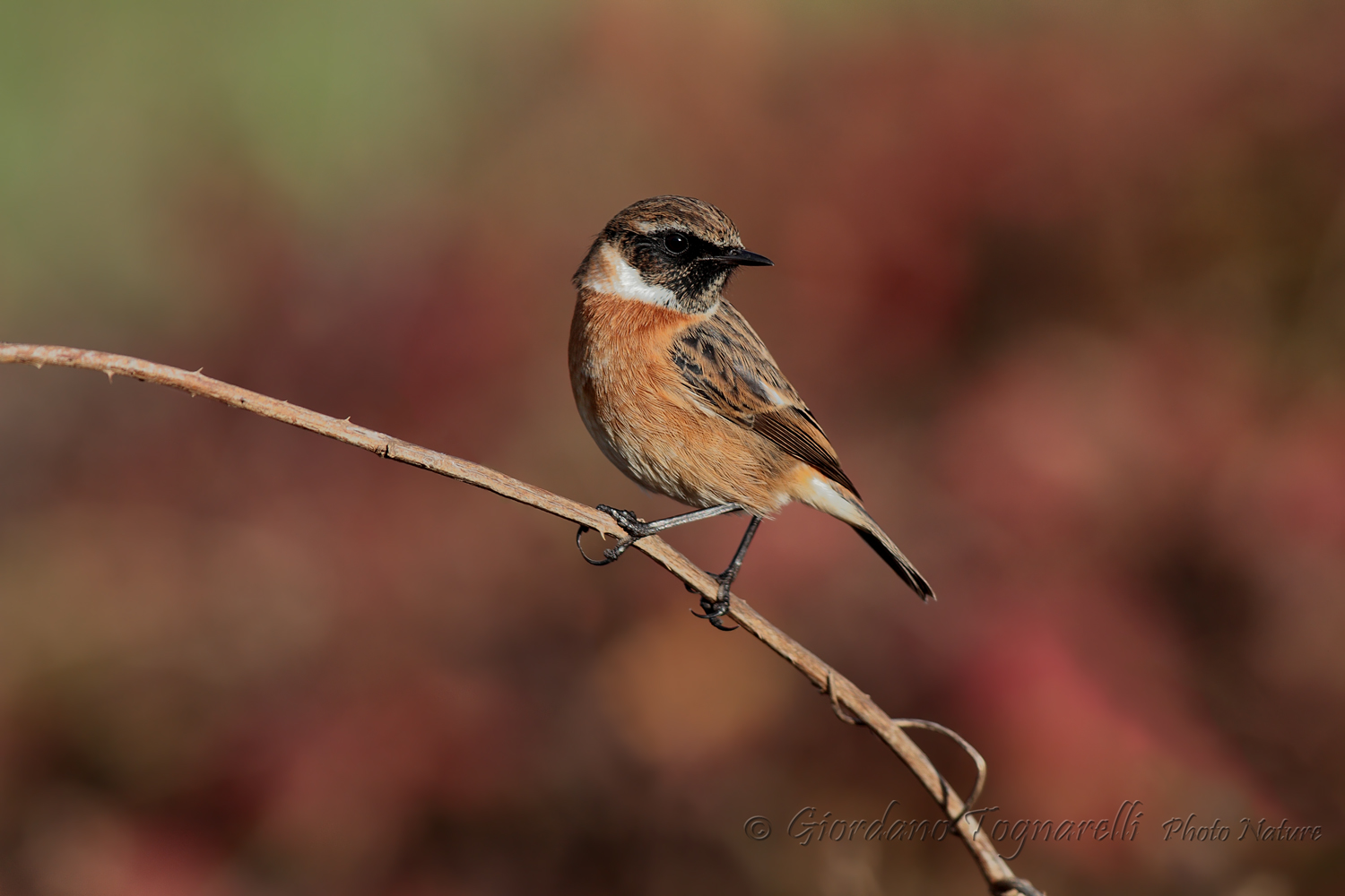 Stonechat