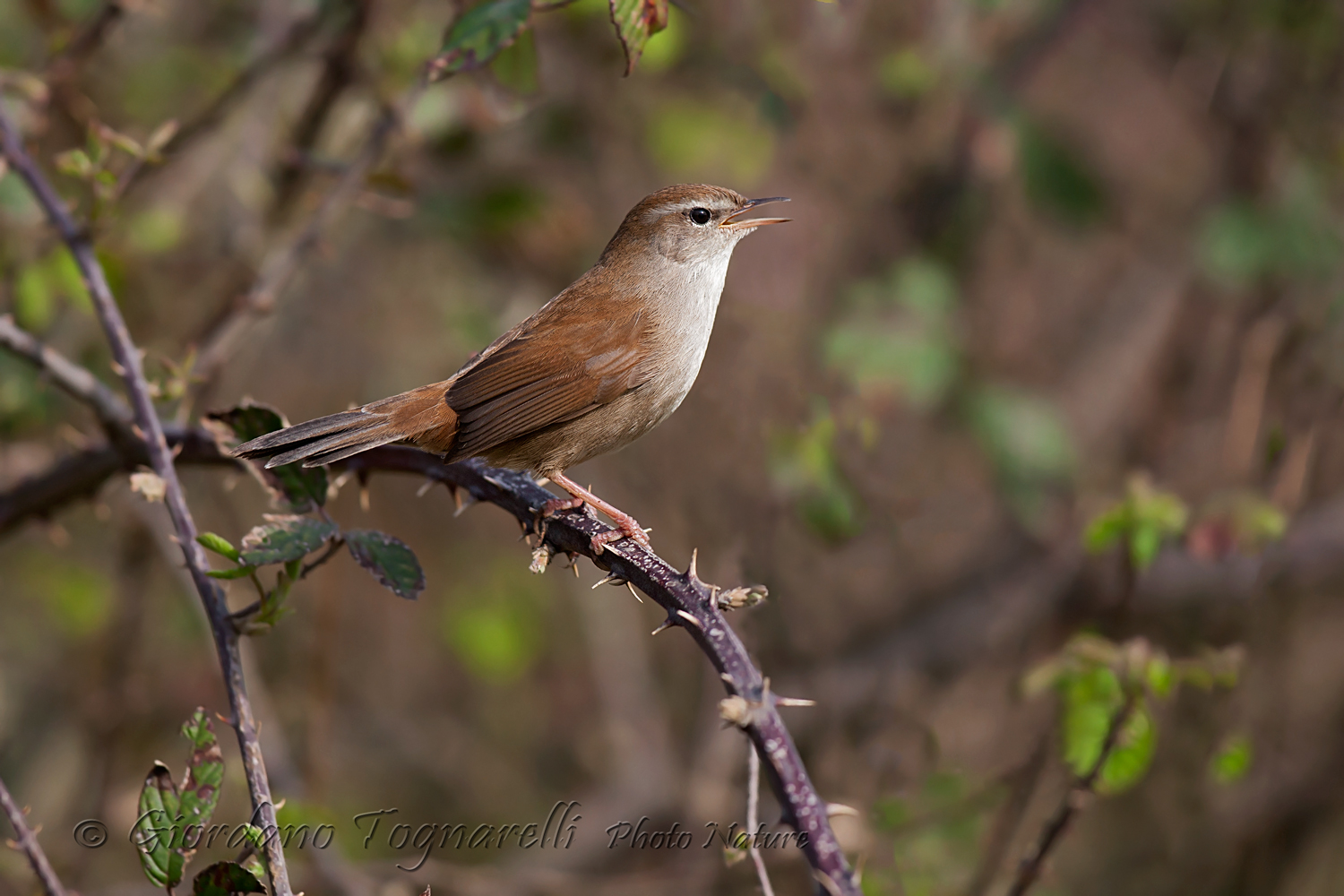Cetti's Warbler