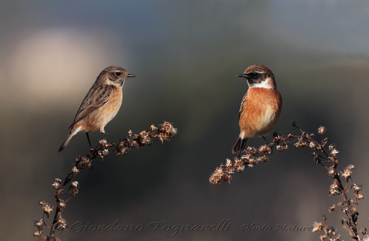 Stonechat (pair)