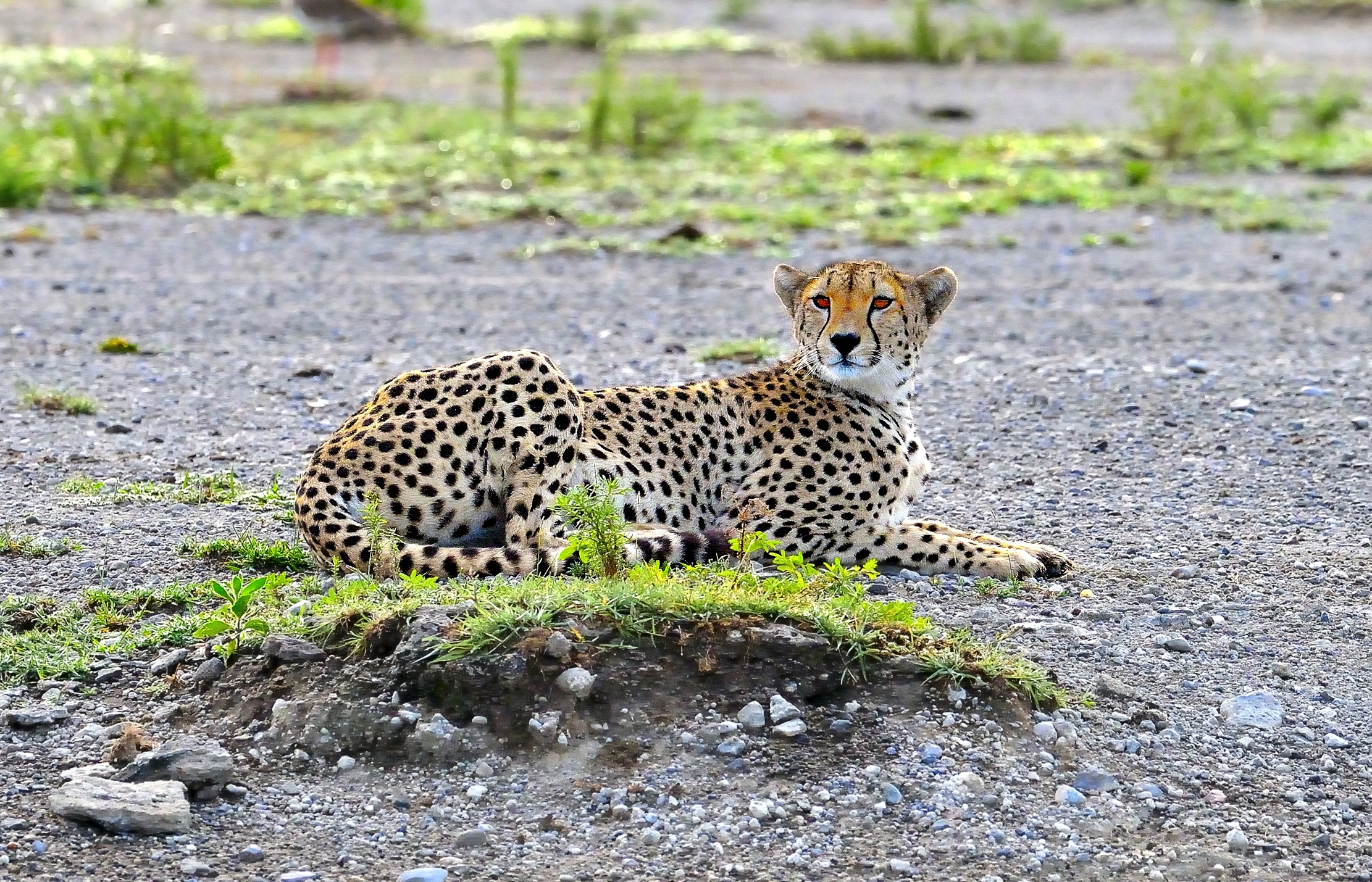 Ngorongoro Conservation Area - Ghepardo