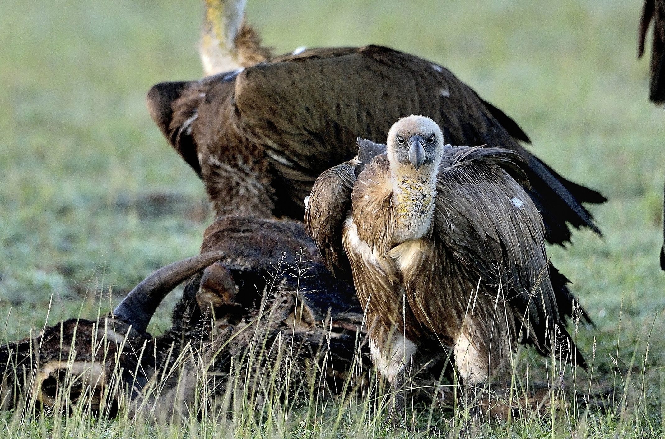 Ngorongoro Conservation Area - Ce l'hai con me??