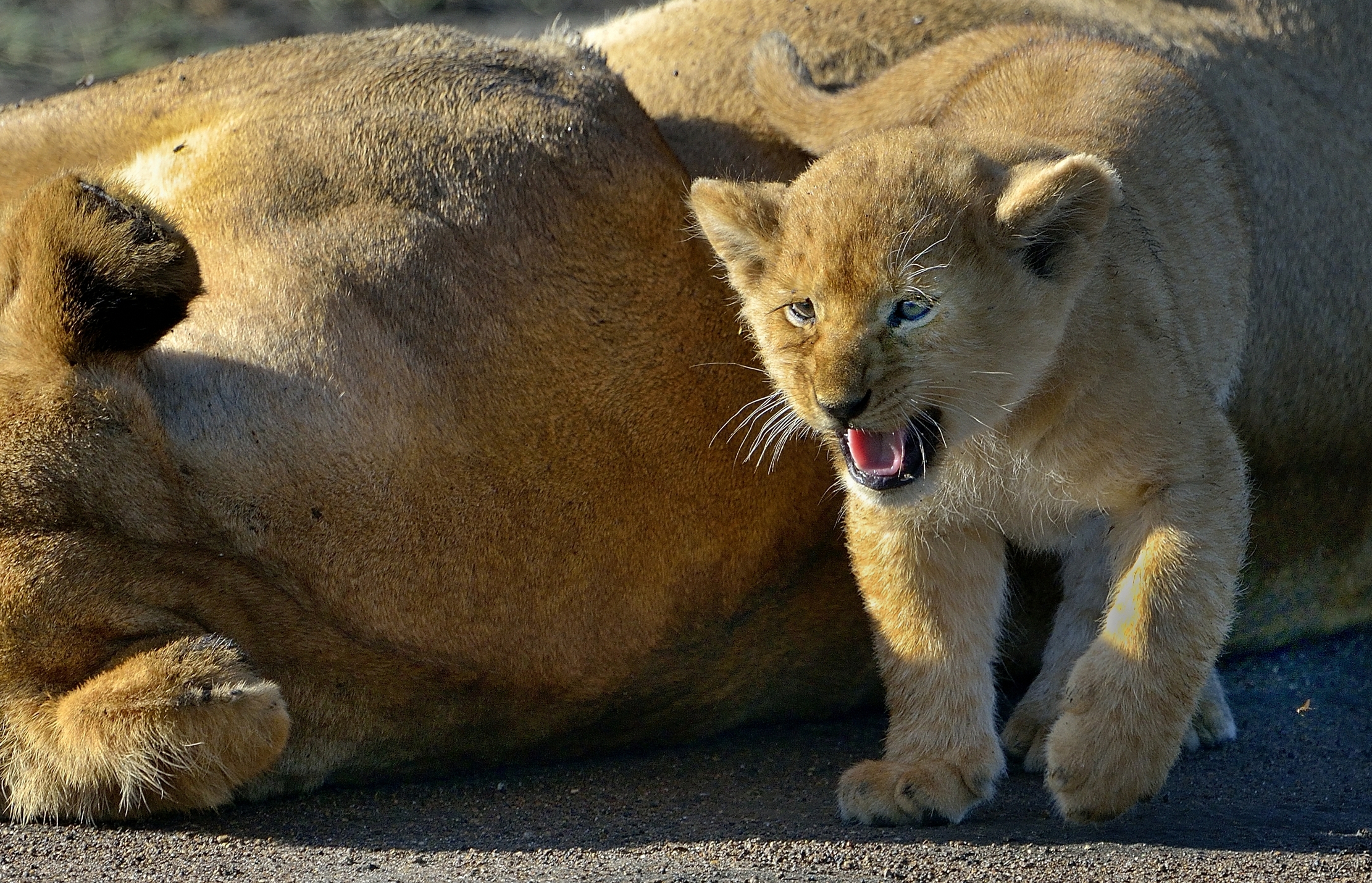 Ngorongoro Conservation Area - Leoncini