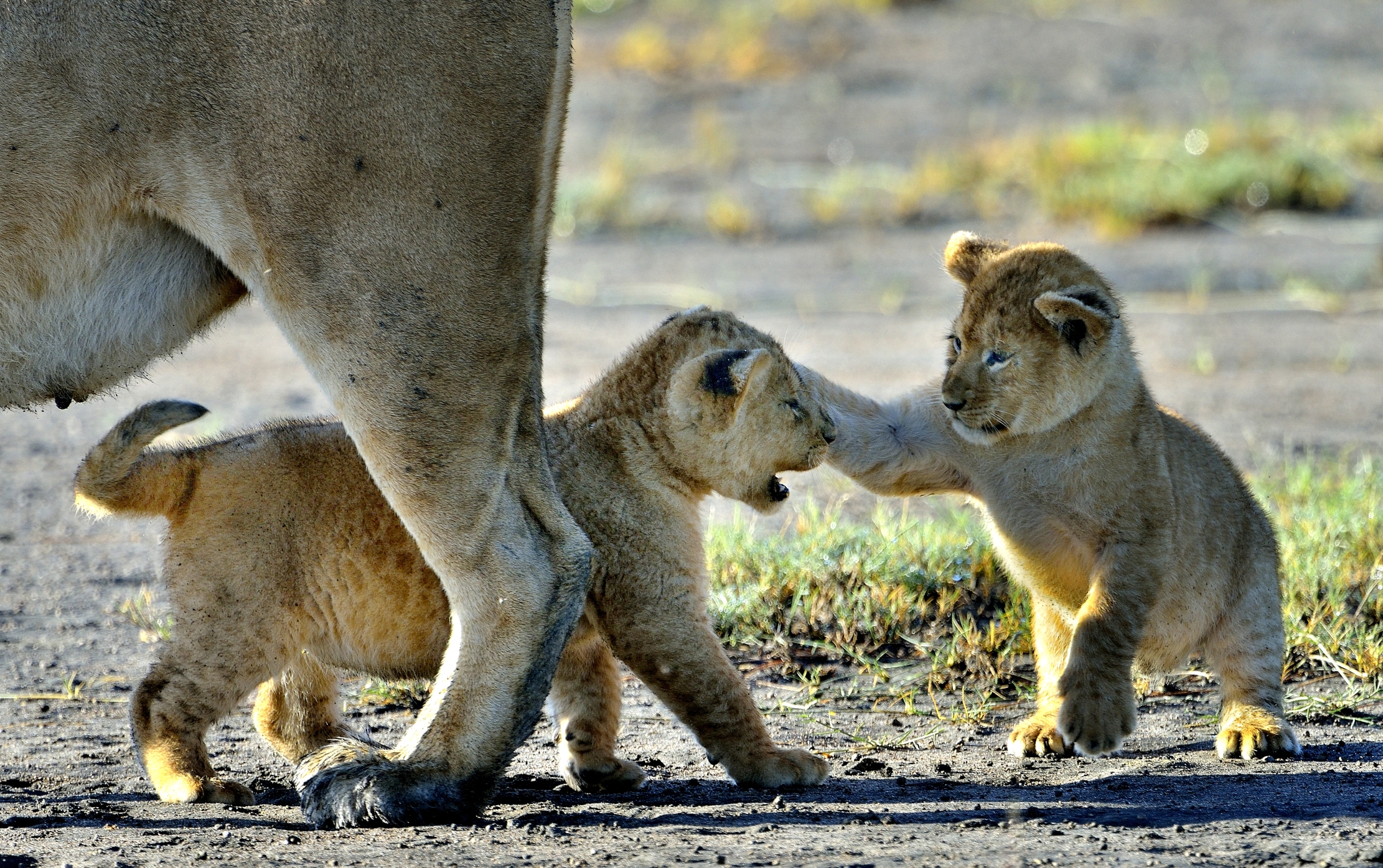 Ngorongoro Conservation Area - Leoncini