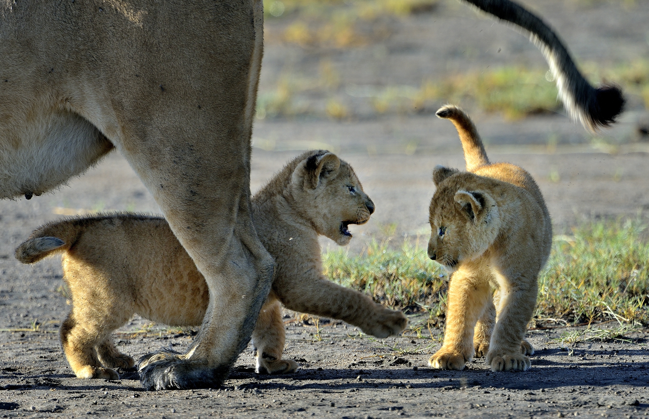 Ngorongoro Conservation Area - Leoncini