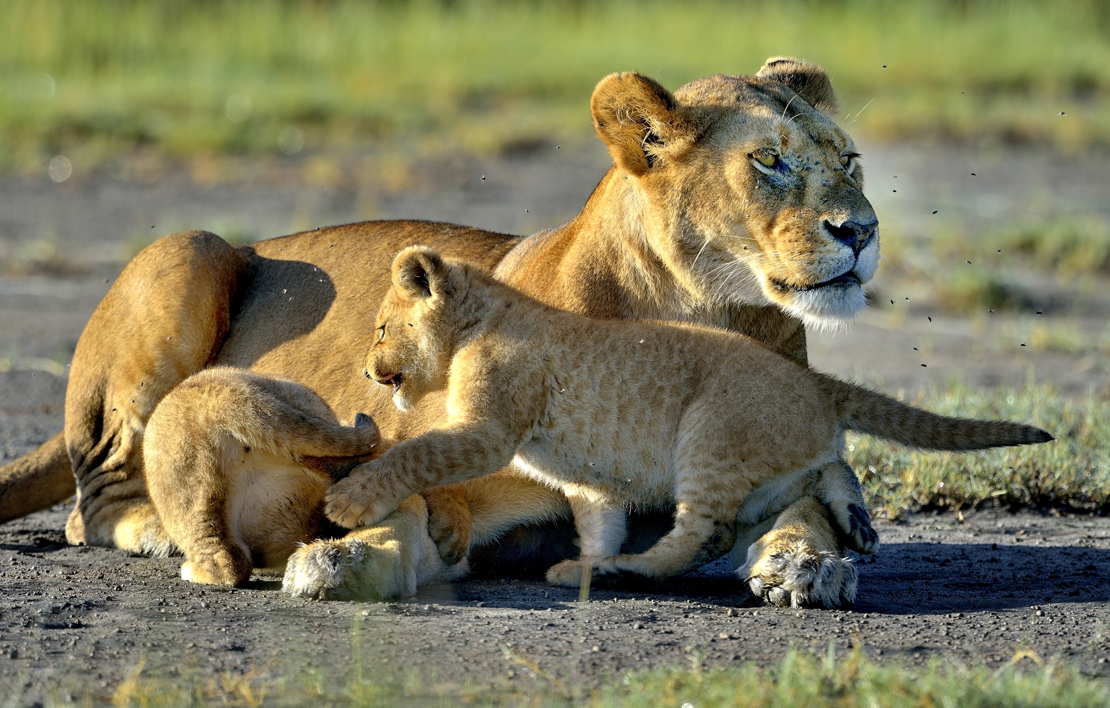 Ngorongoro Conservation Area - Leoncini
