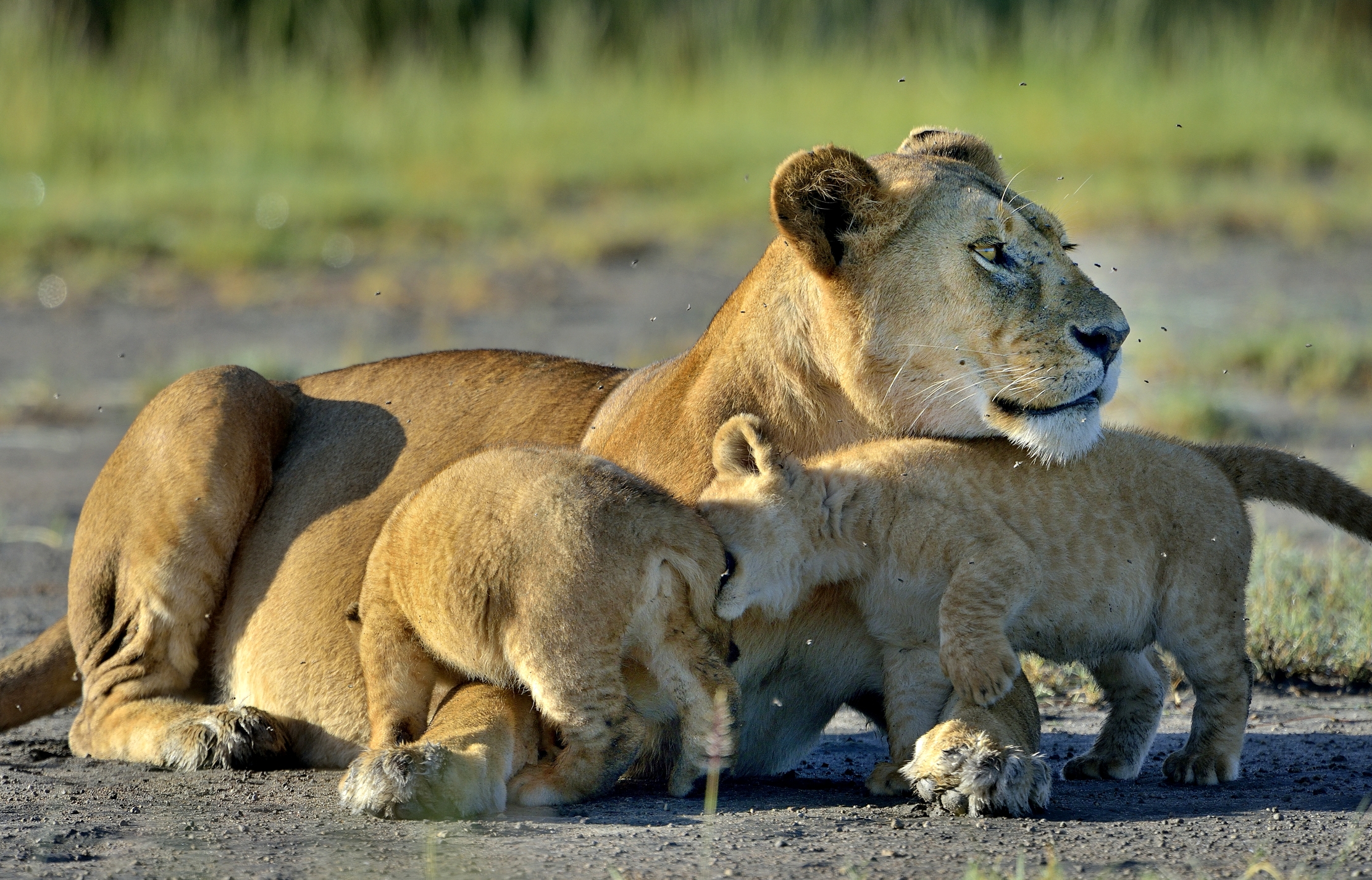 Ngorongoro Conservation Area - Leoncini