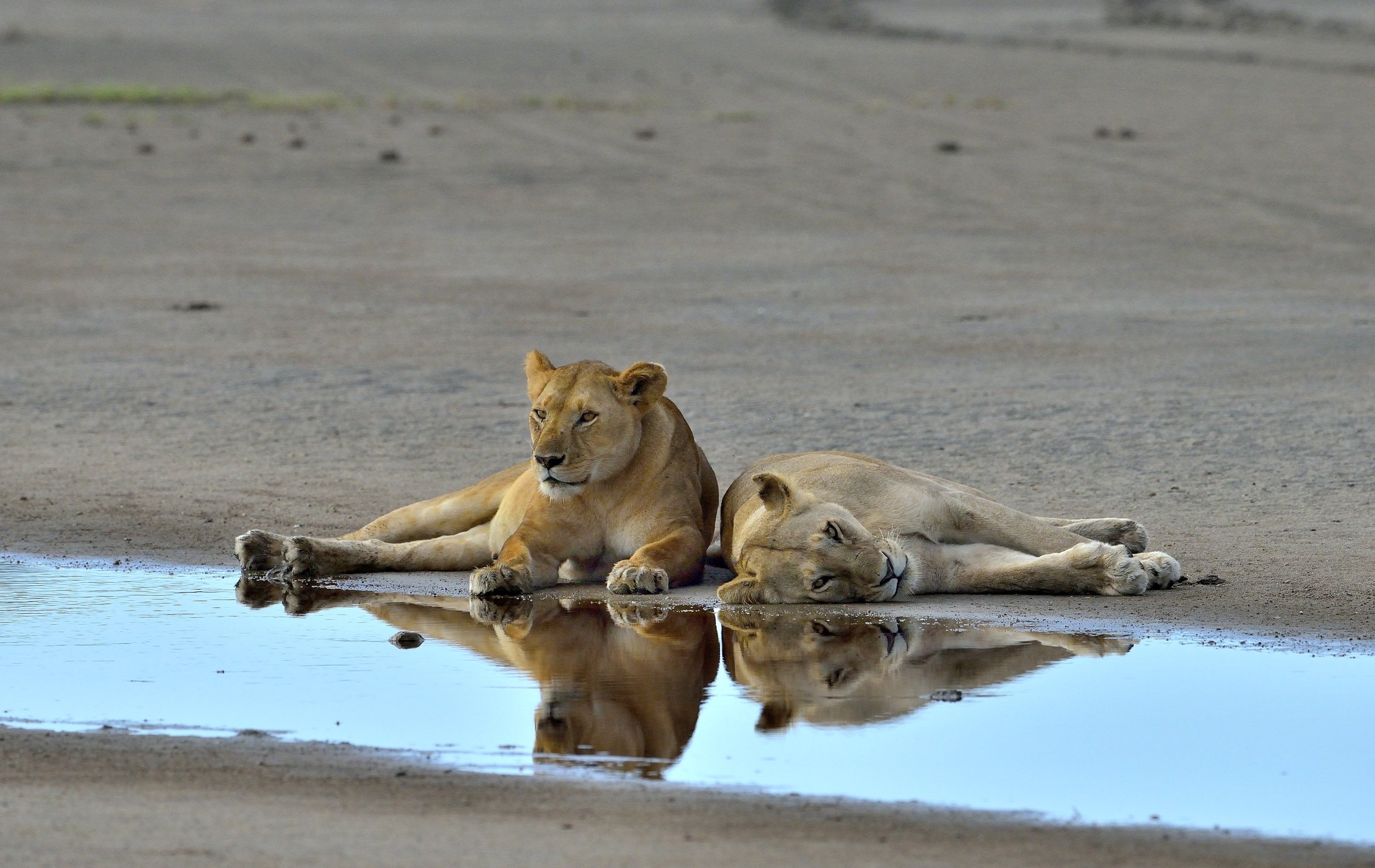 Ngorongoro Conservation Area - Leonesse
