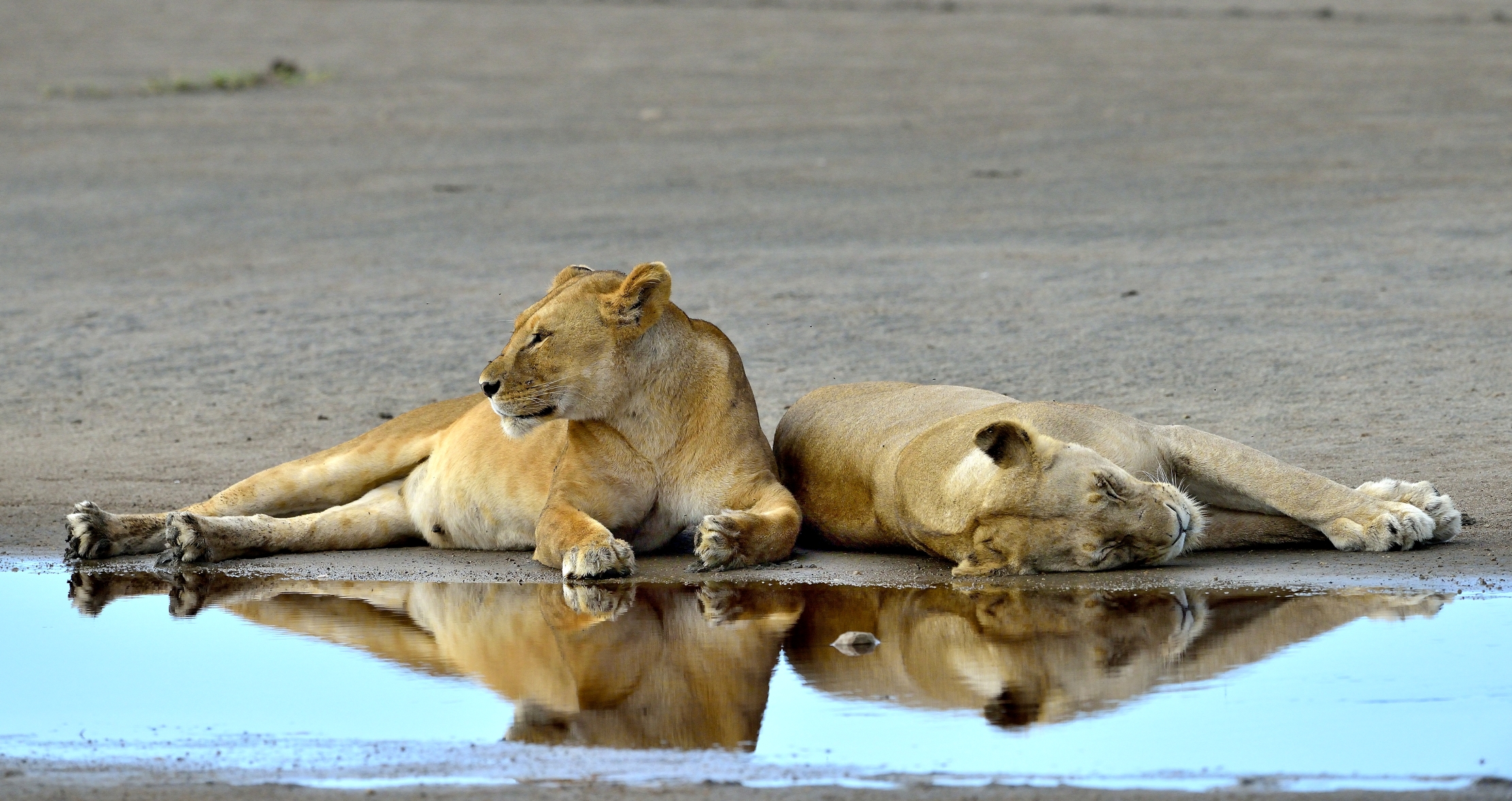 Ngorongoro Conservation Area - Leonesse