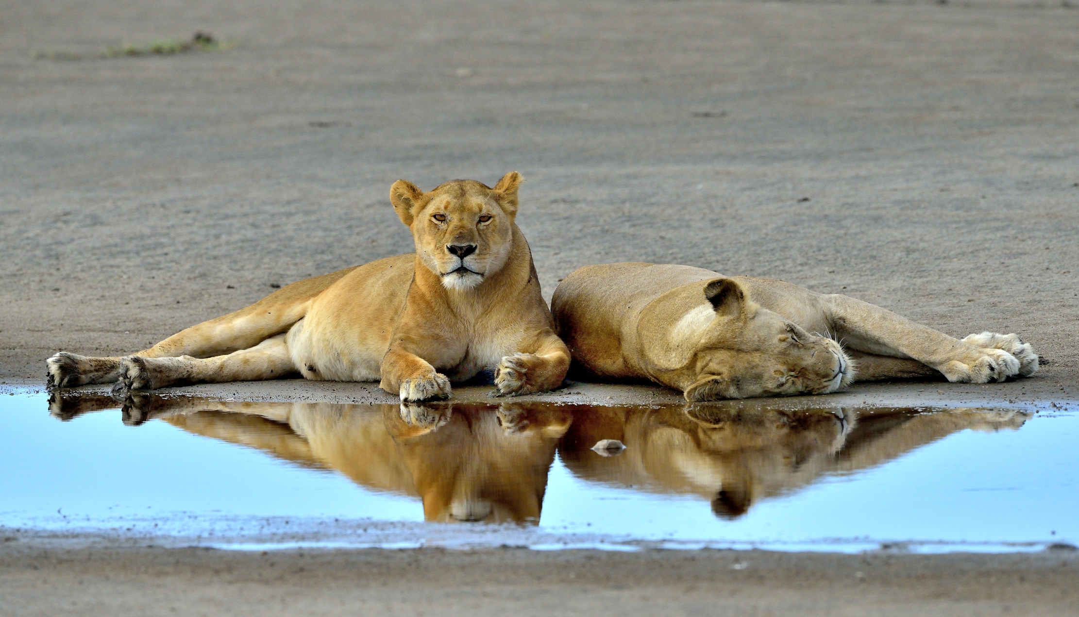 Ngorongoro Conservation Area - Leonesse