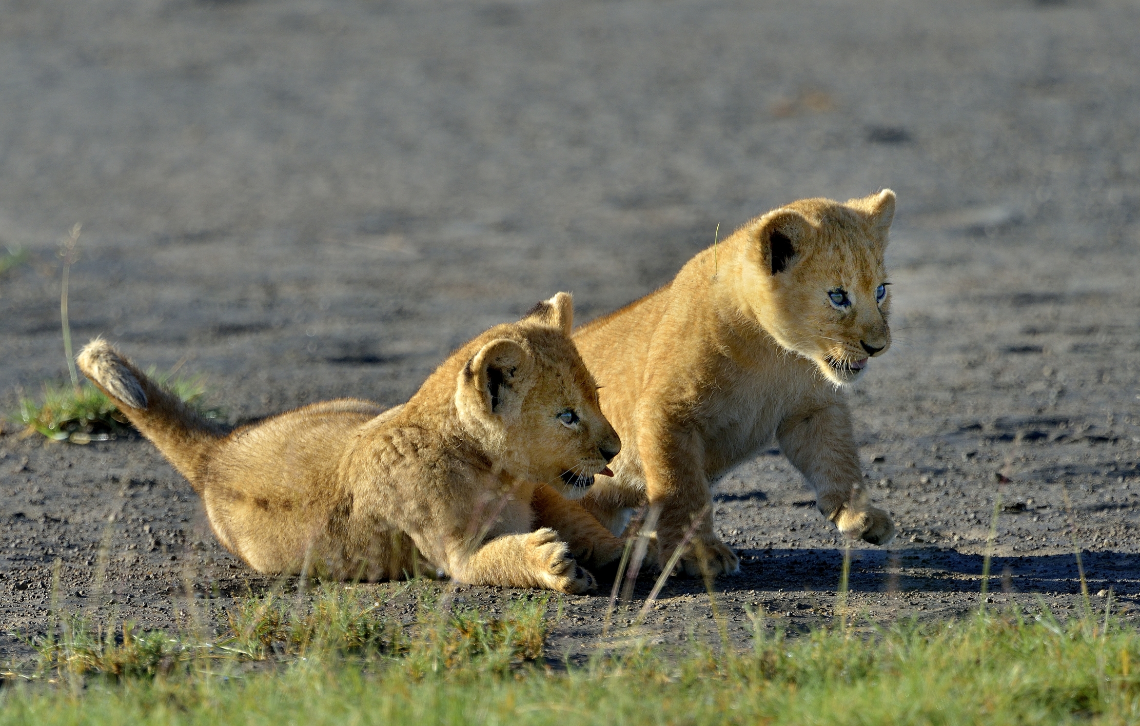 Ngorongoro Conservation Area - Leoncini