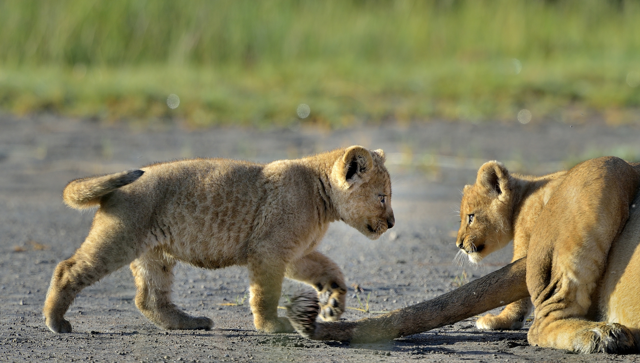 Ngorongoro Conservation Area - Leoncini