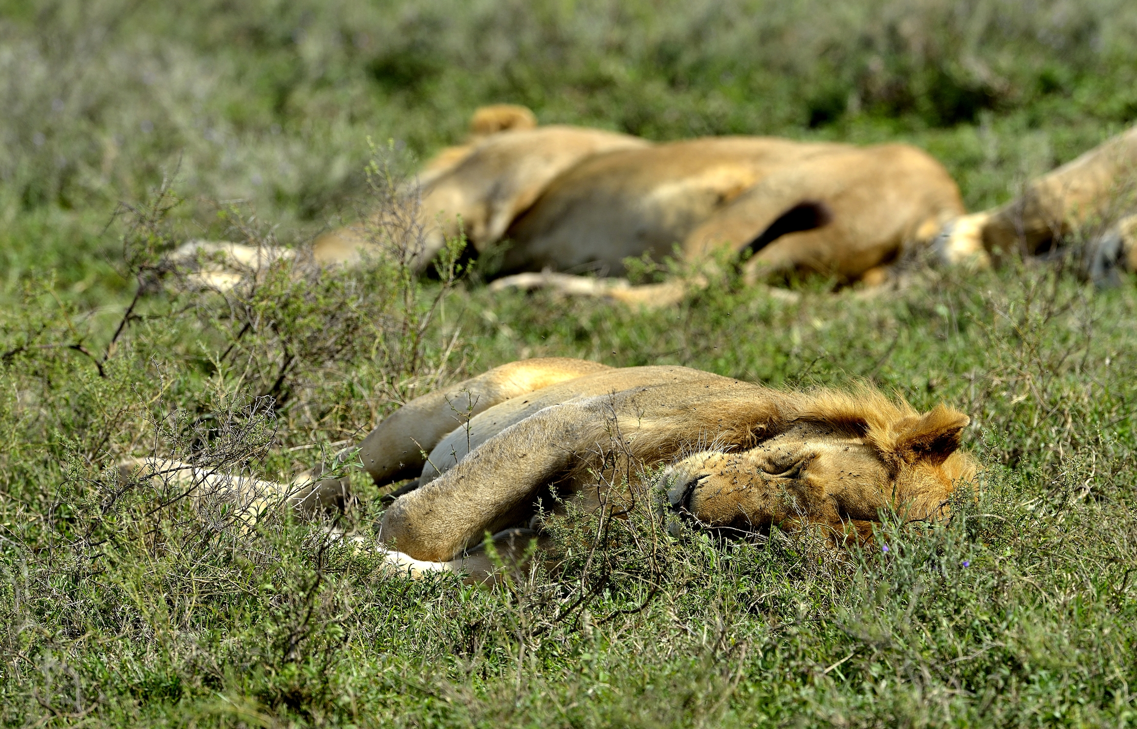 Ngorongoro Conservation Area - siesta