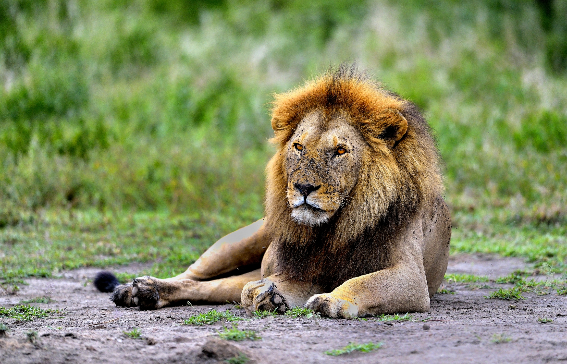 Ngorongoro Conservation Area - Leoncini
