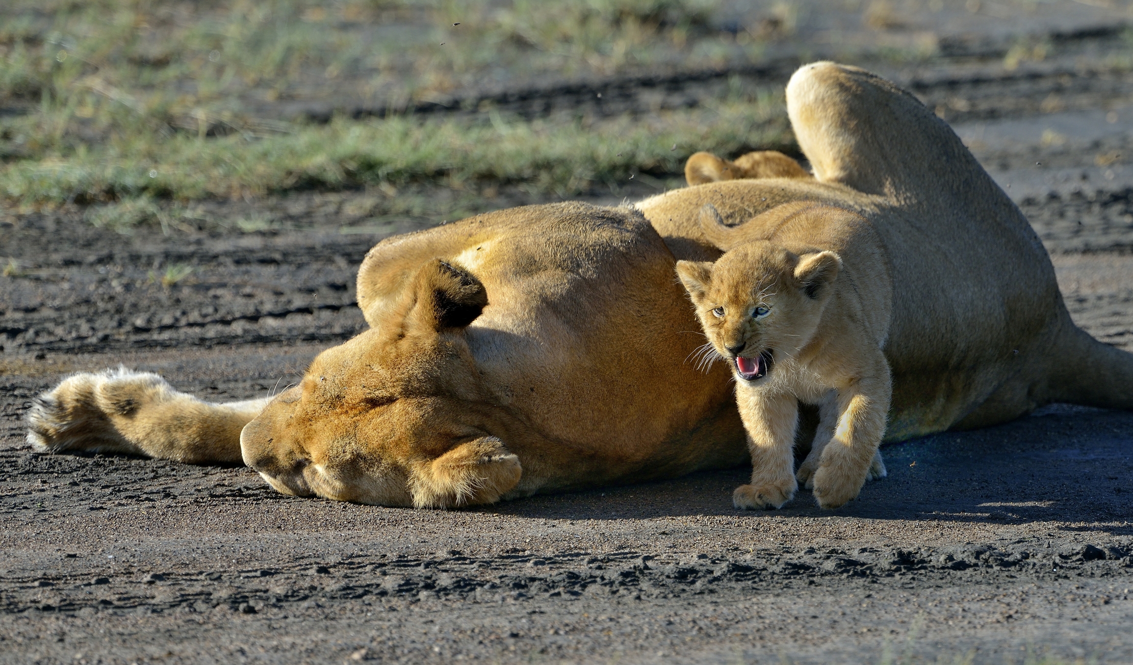 Ngorongoro Conservation Area - Leoncini
