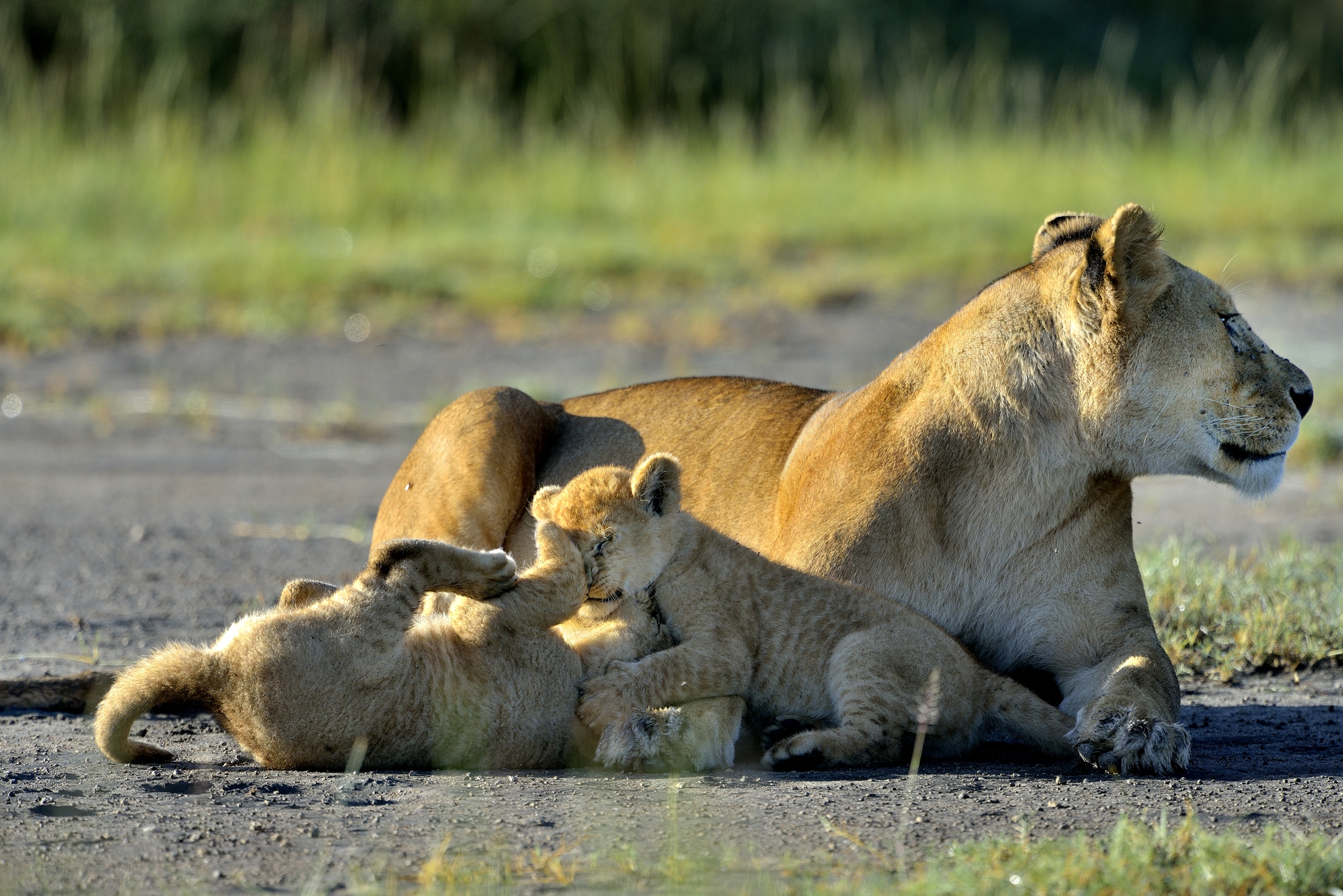 Ngorongoro Conservation Area - Leone