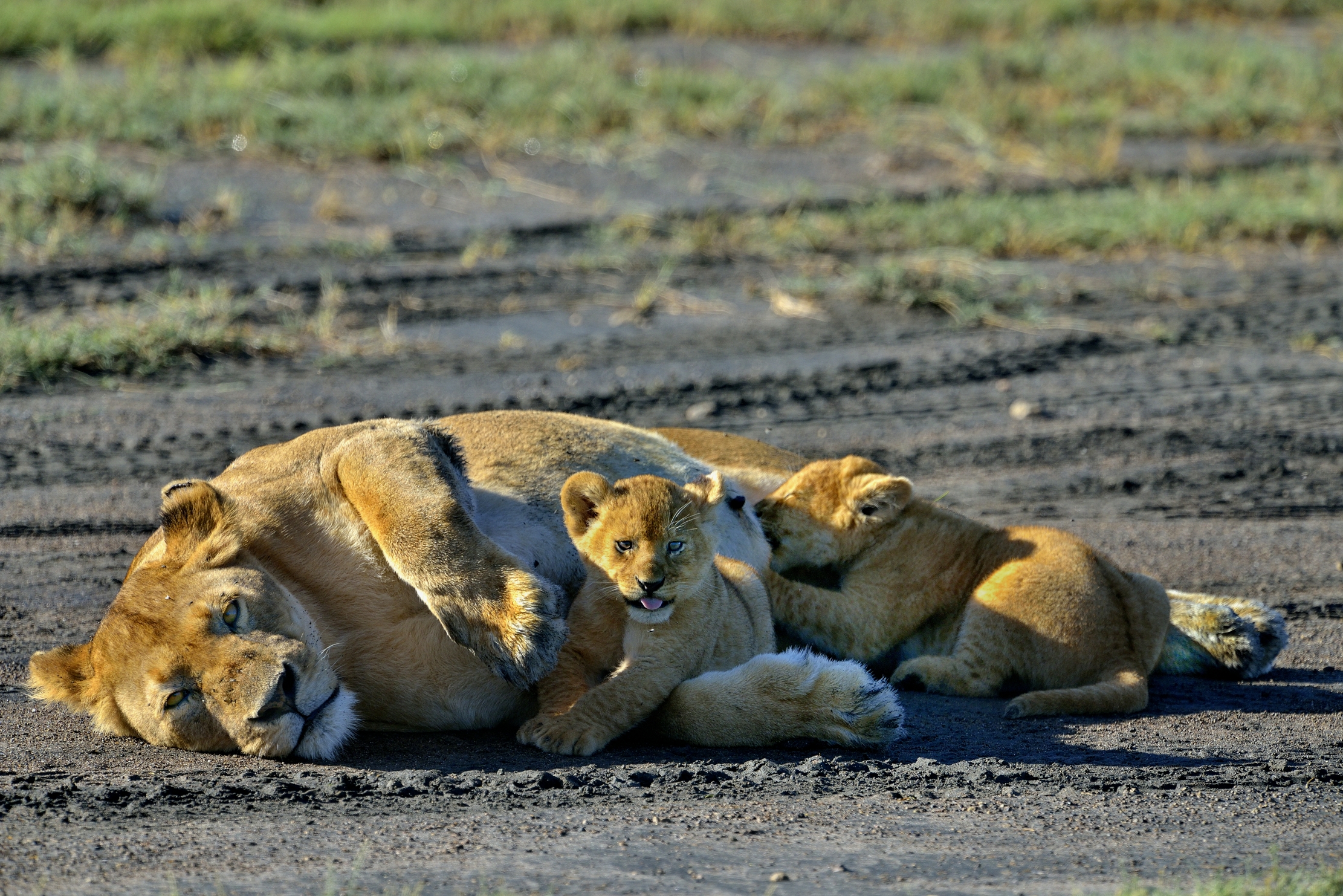 Ngorongoro Conservation Area - Leoni