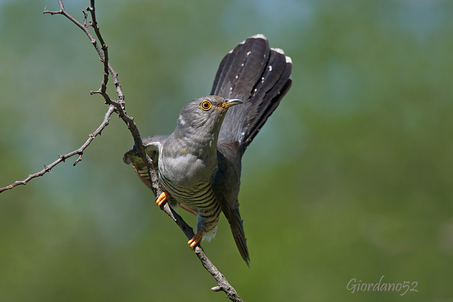 Cuckoo (Cuculus canorus)