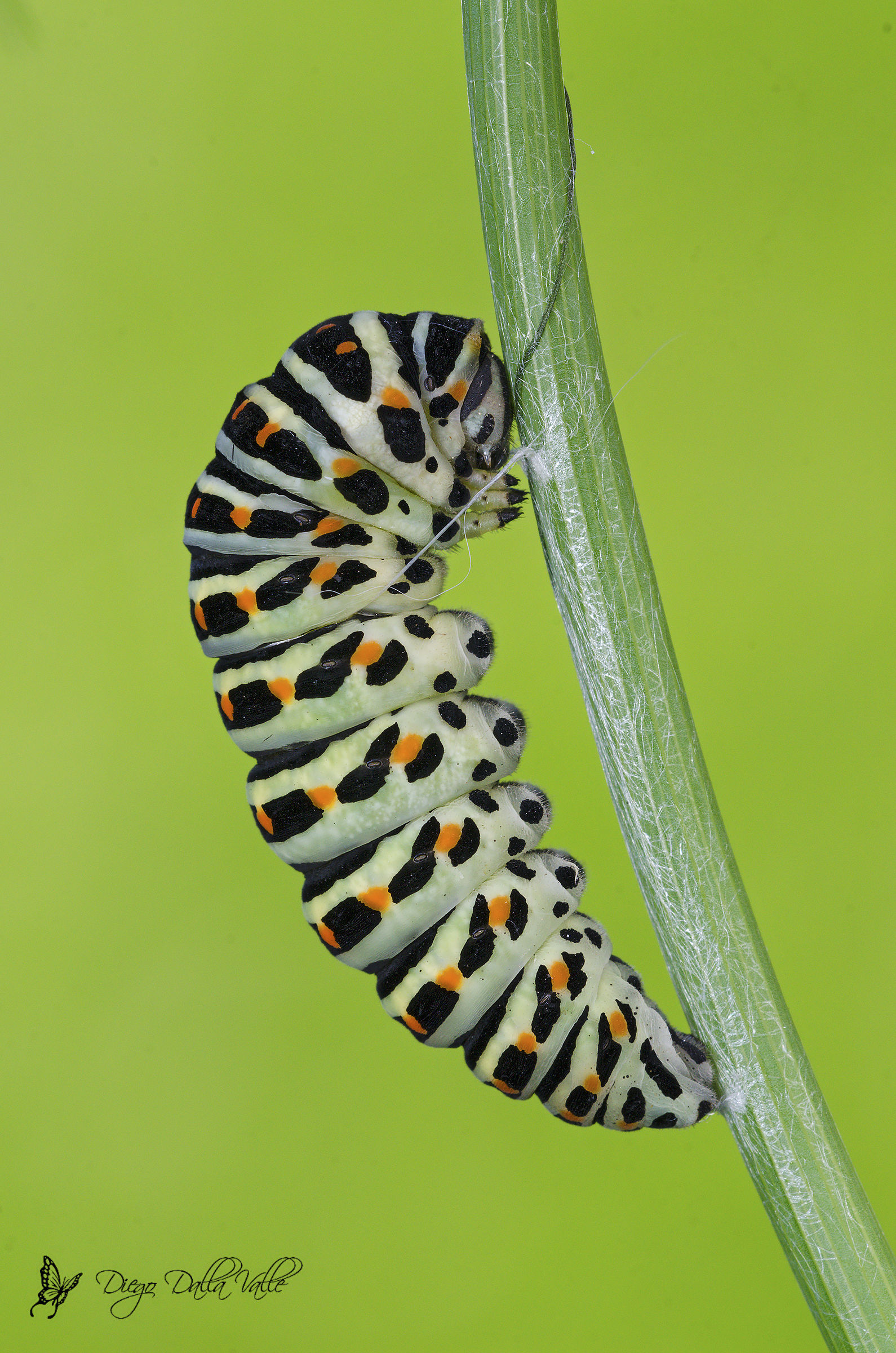 Pupation Machaon