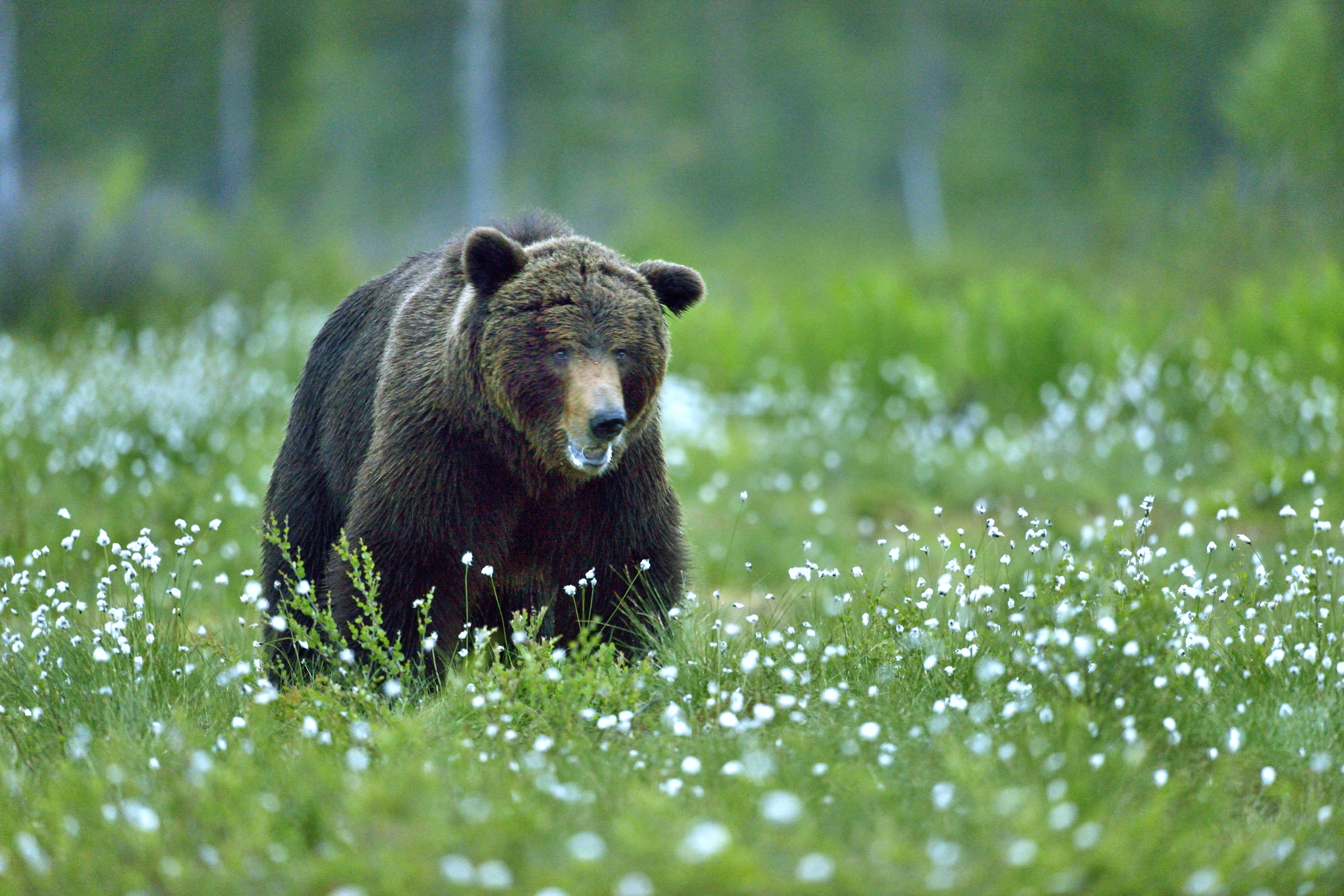 Finlandia2014 - Boreal, Orso bruno
