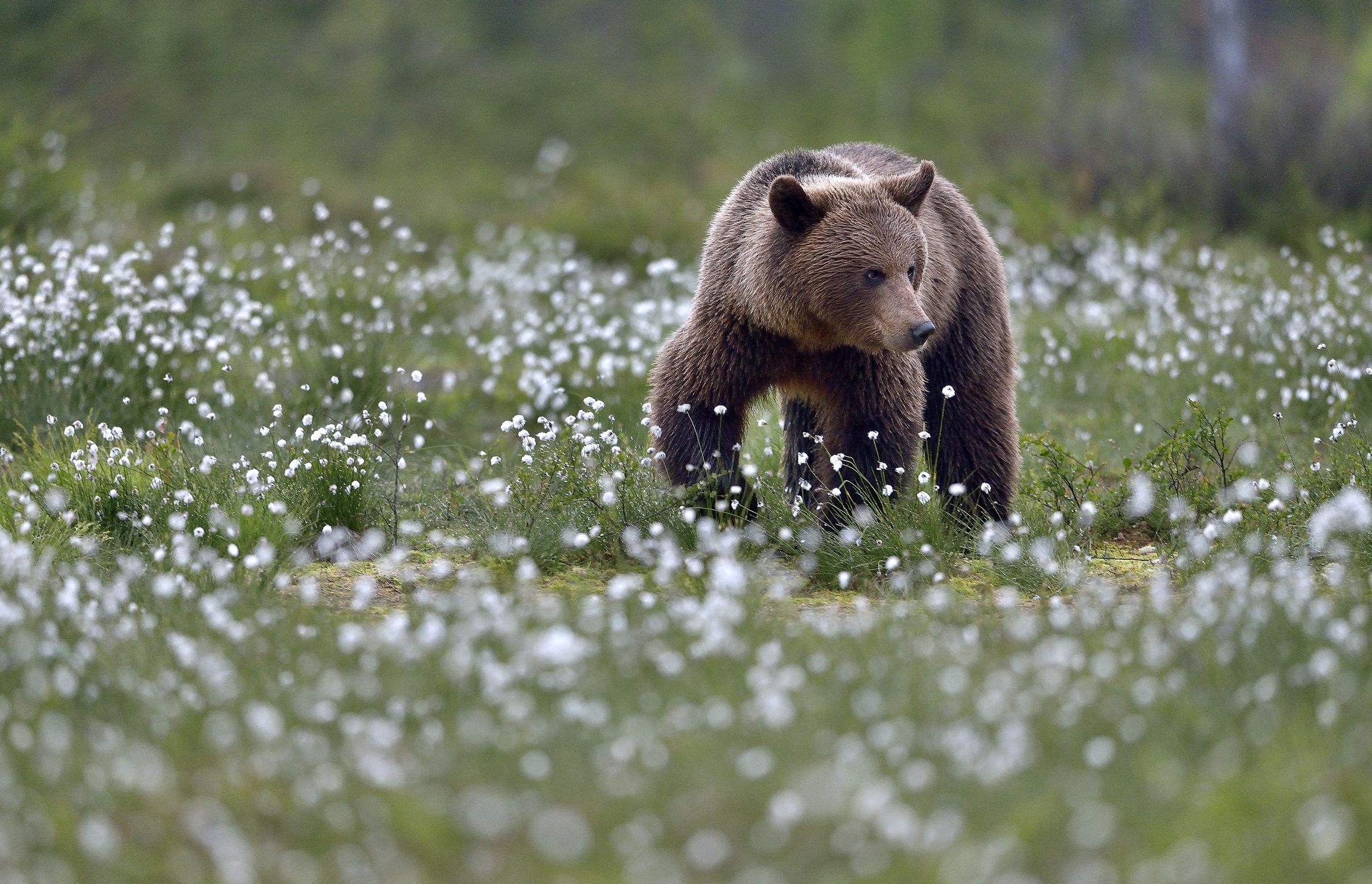 Finlandia2014 - Boreal, Orso bruno