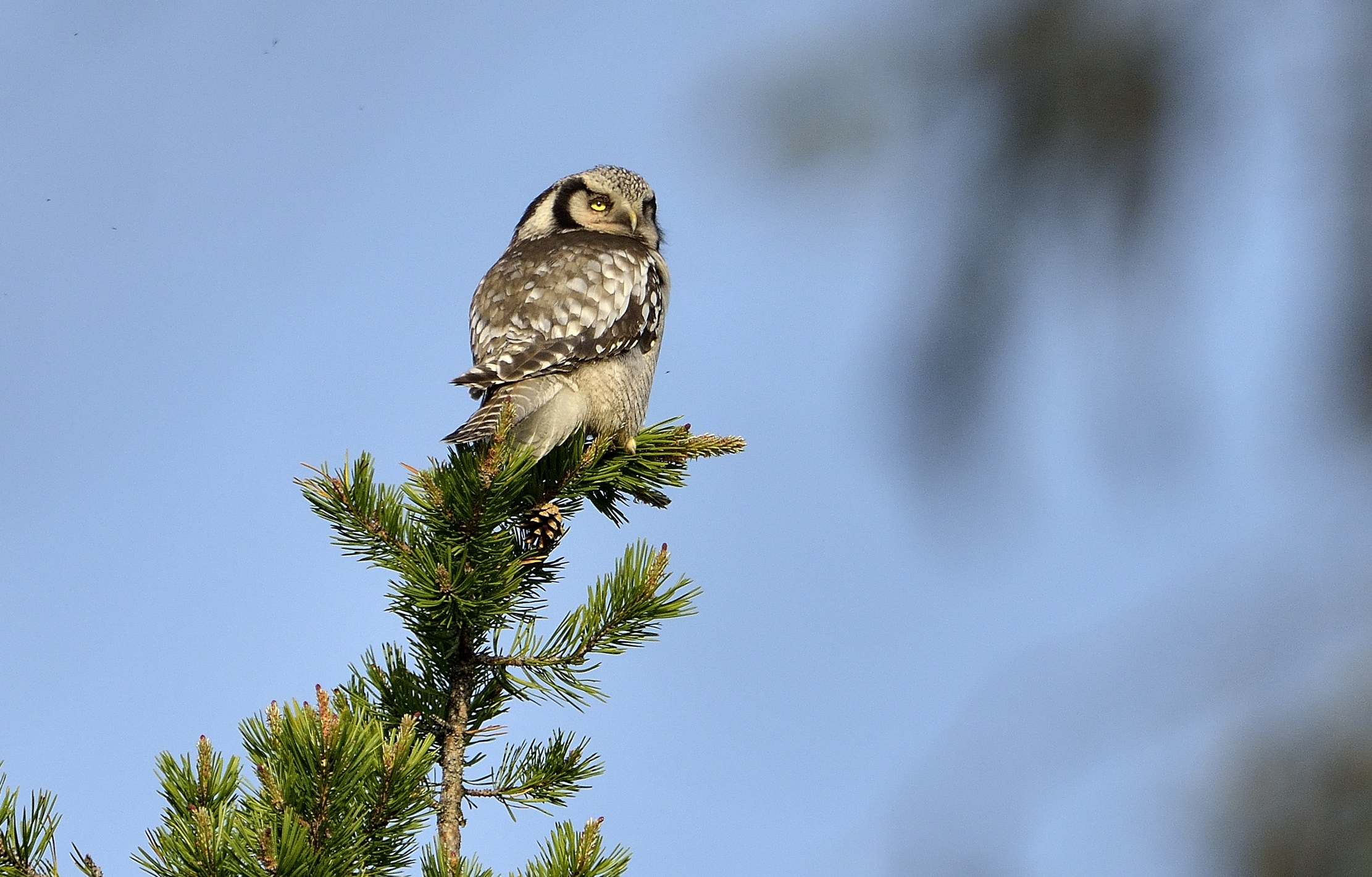 Finlandia 2014 - ulula