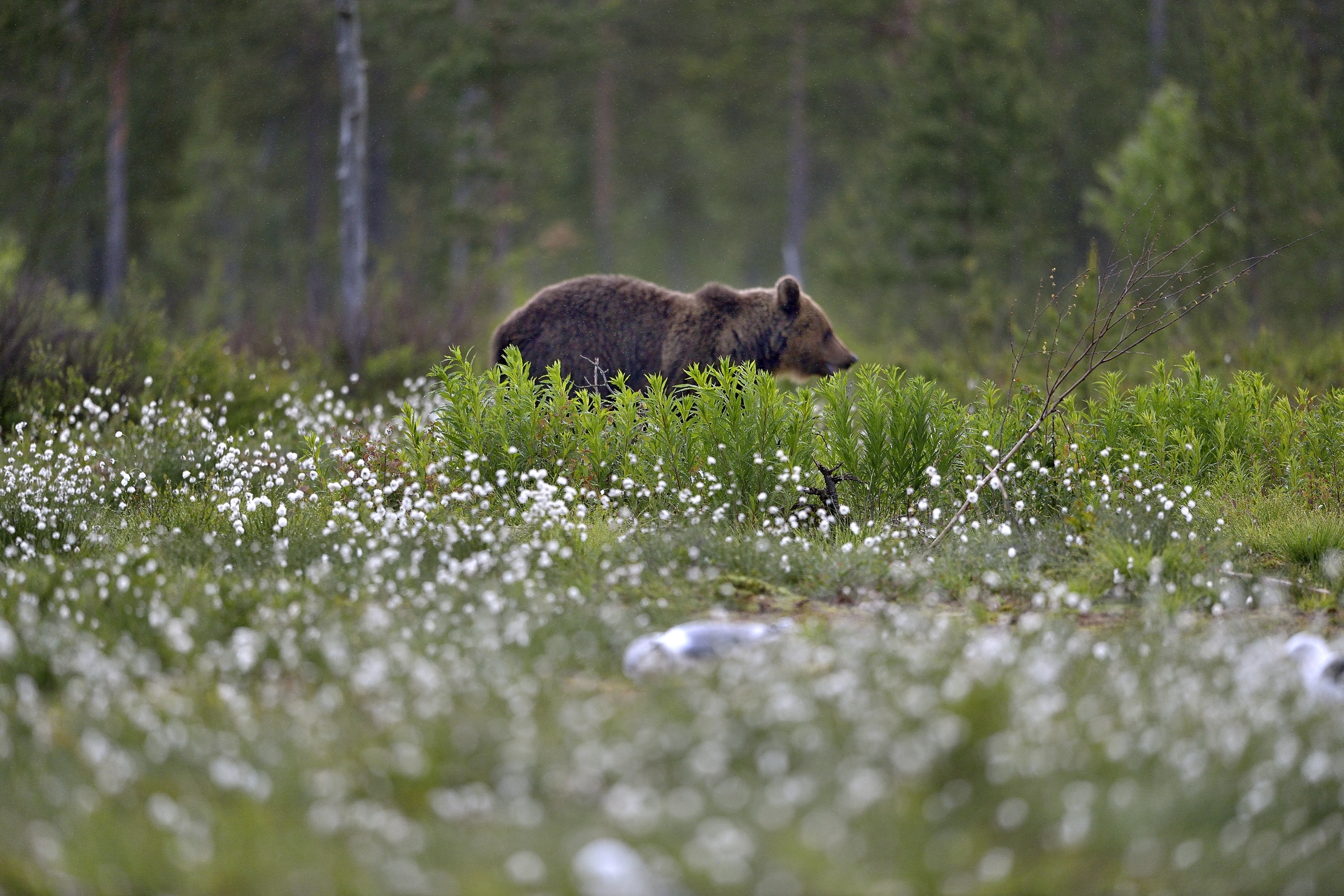 Finlandia 2014 - Boreal, orso bruno